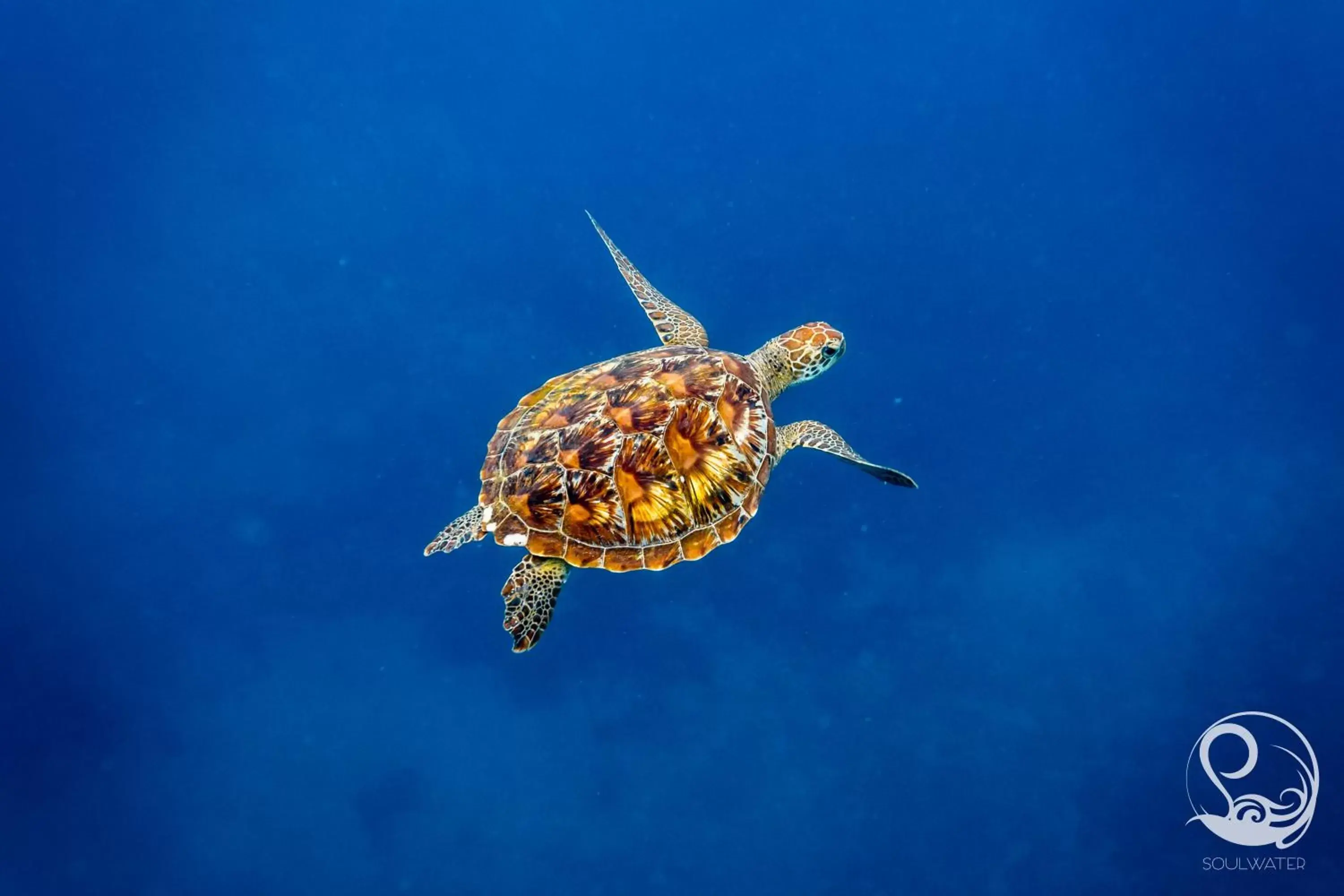 Activities, Other Animals in Oceans 5 Dive Resort
