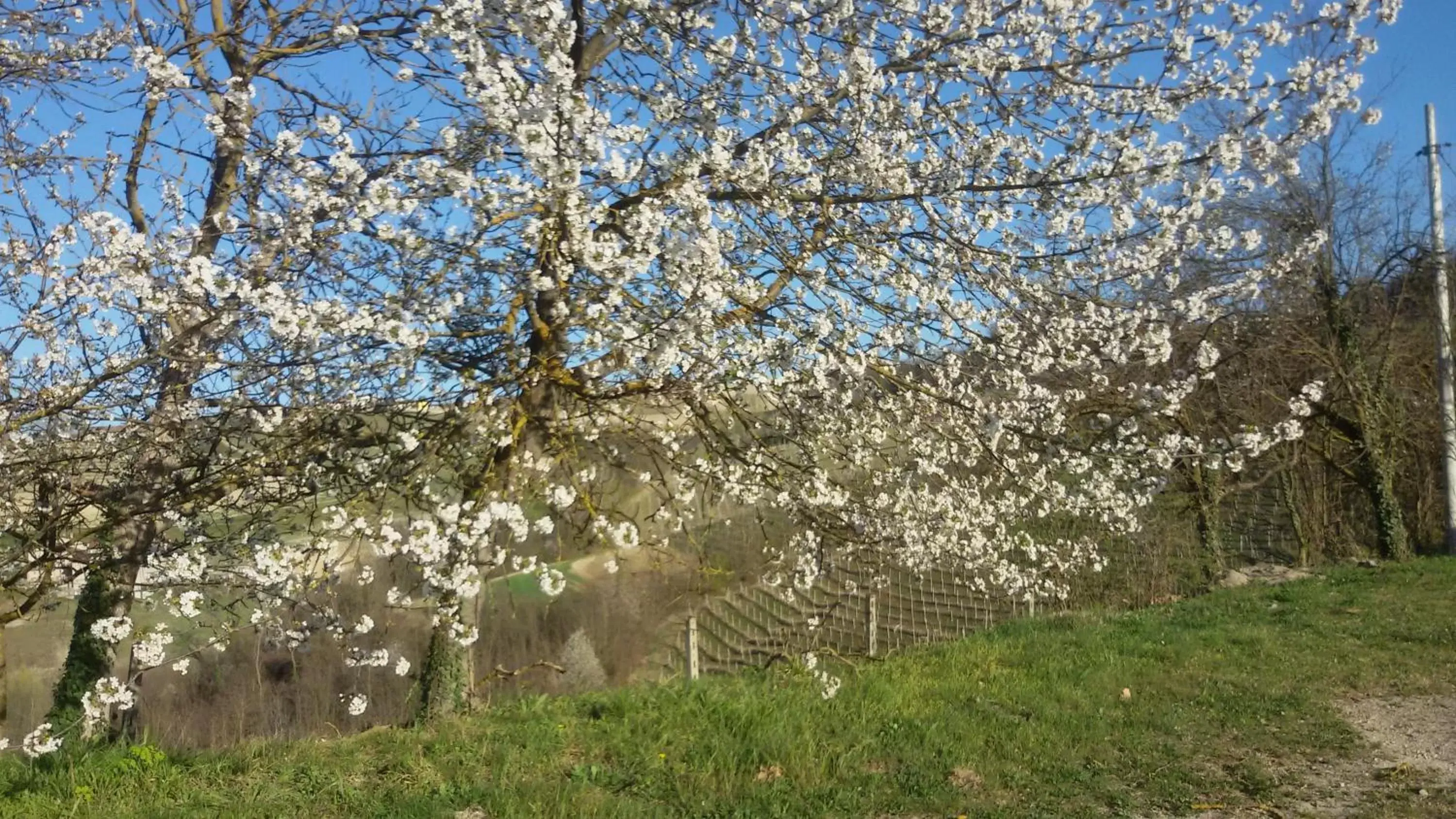 Other, Natural Landscape in Cascina Torello