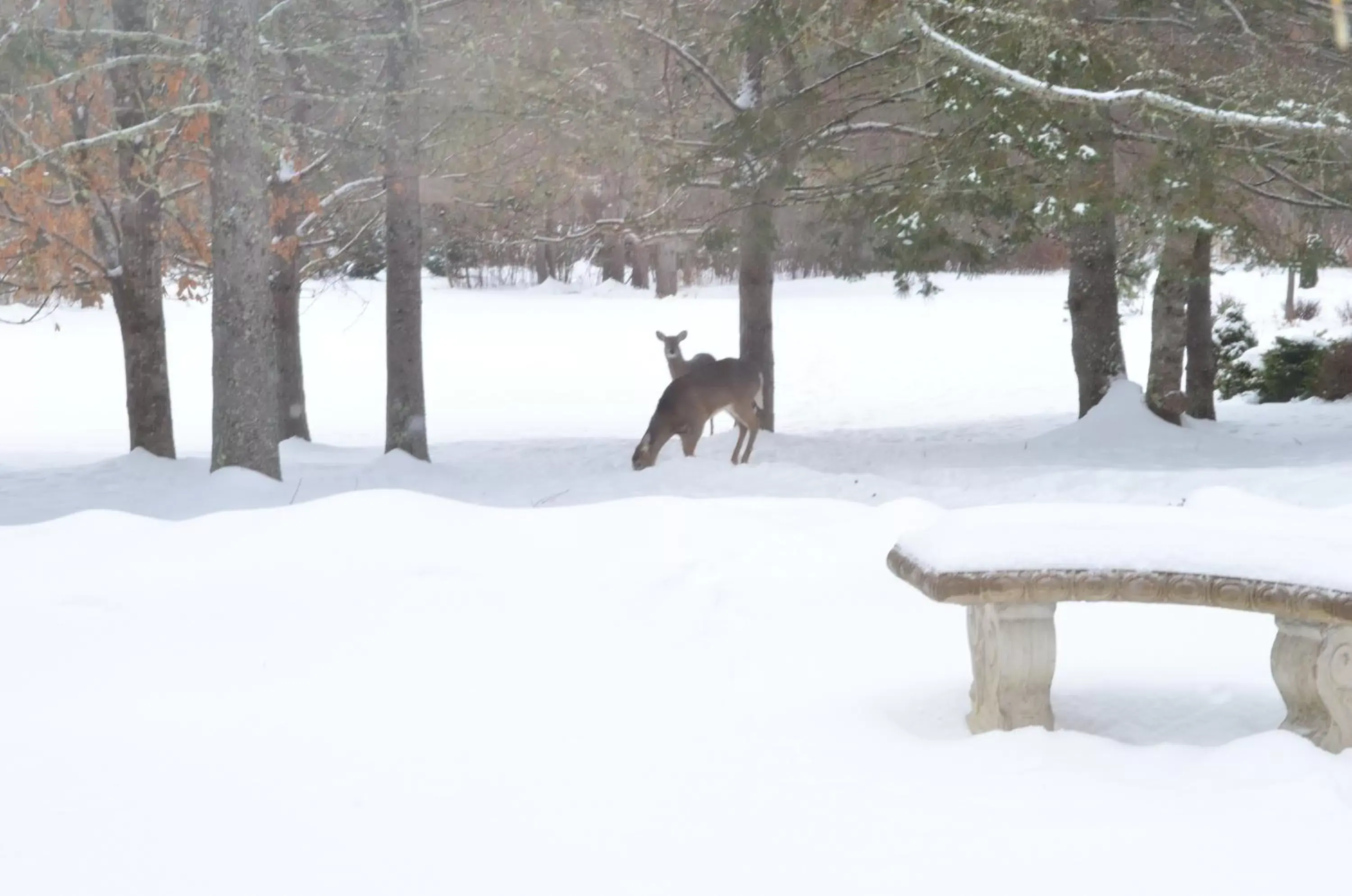 Winter in Briarwood Bed & Breakfast