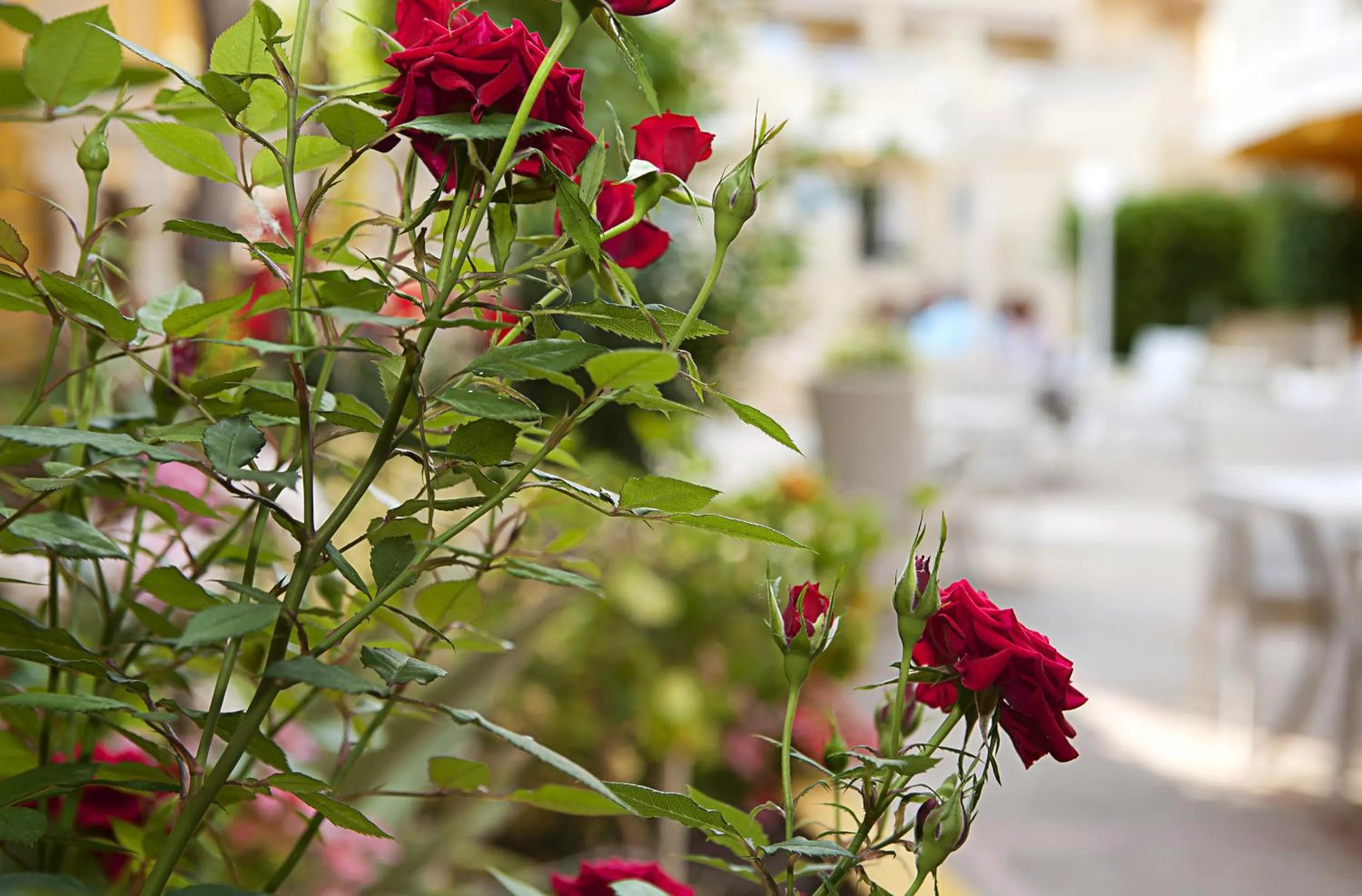 Garden view in Hotel Cupidor