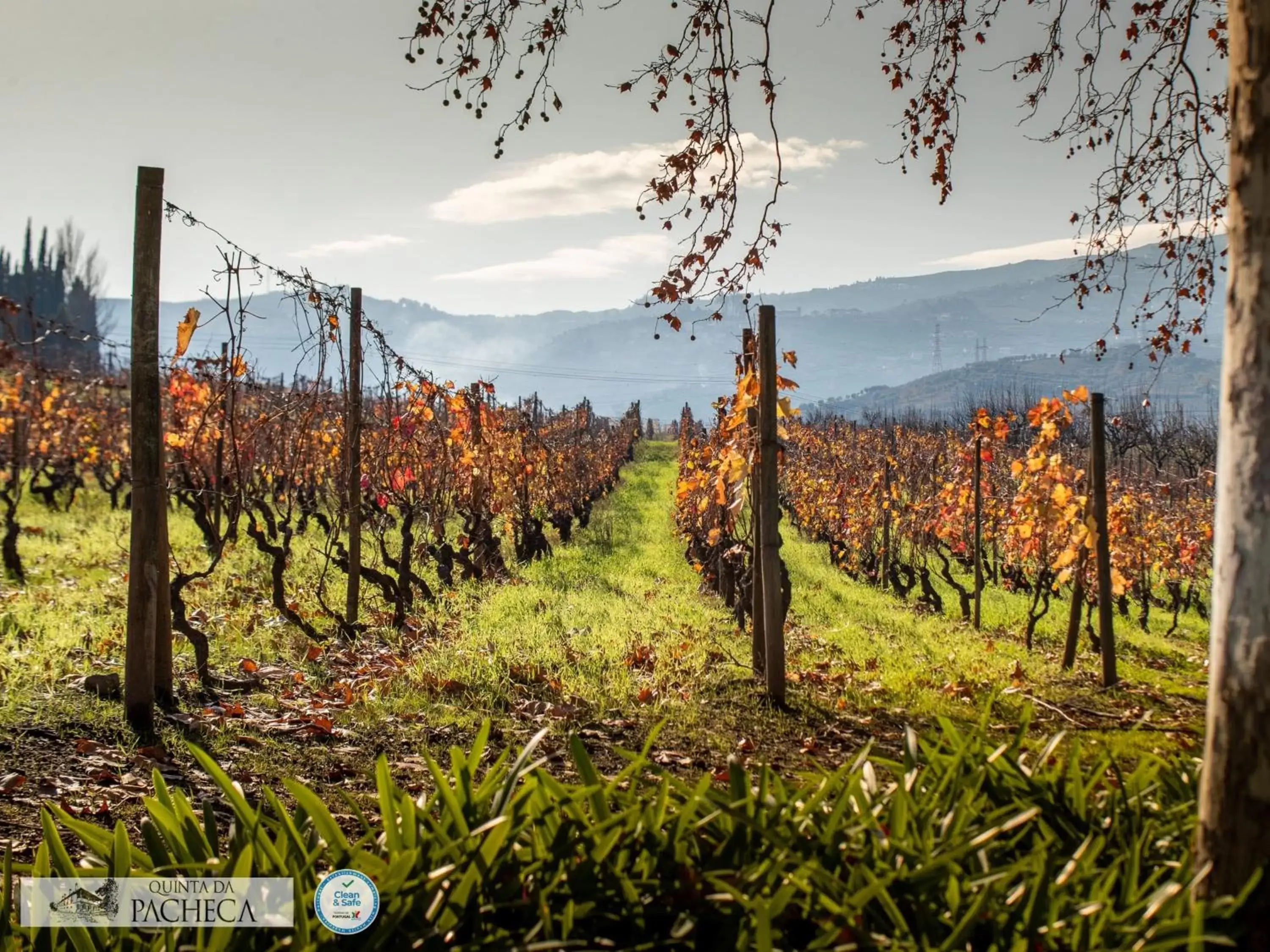 Natural landscape in The Wine House Hotel - Quinta da Pacheca