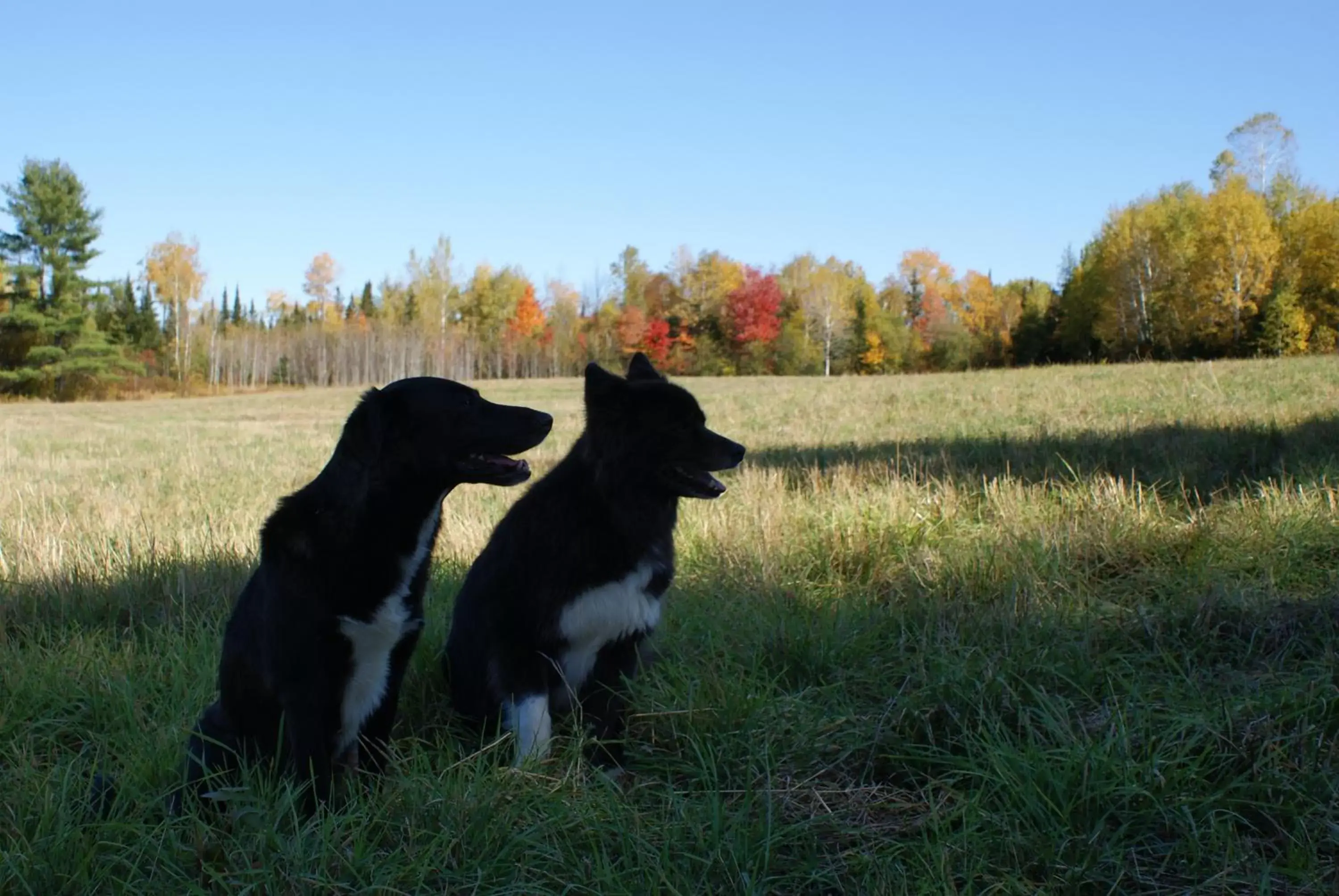 Pets in Top of Algonquin Bed and Breakfast