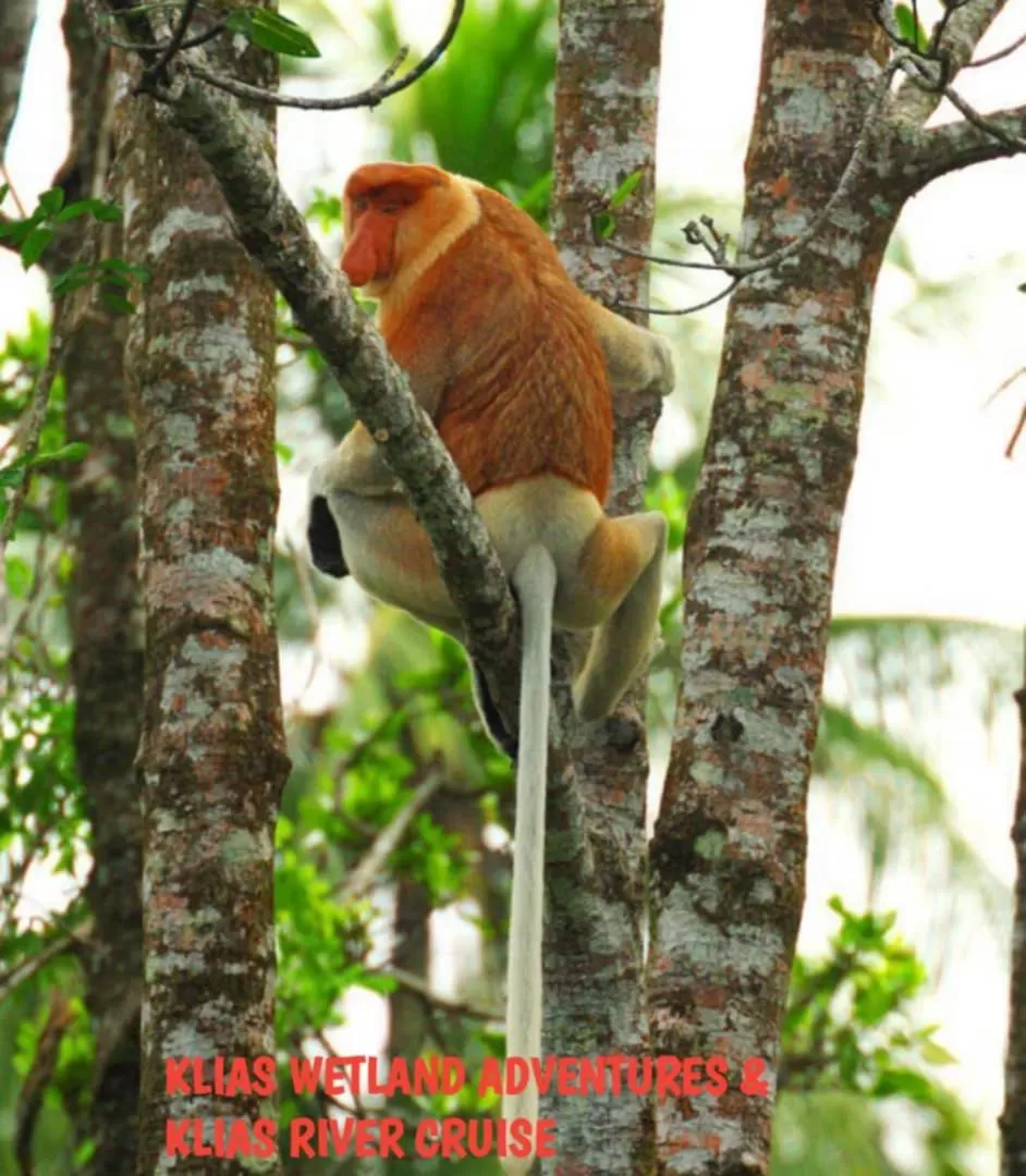 Other Animals in 75 Suite