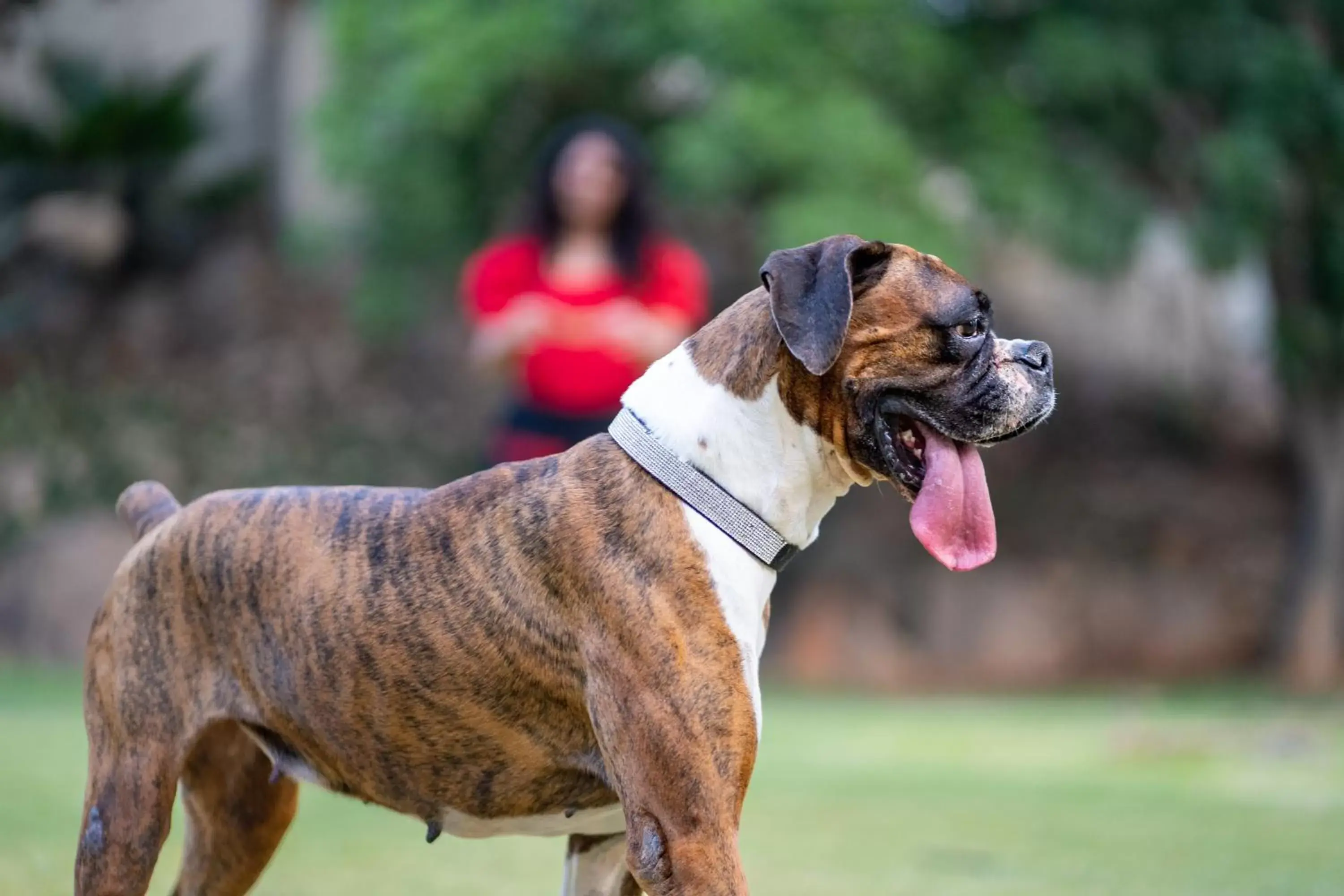 Pets in Hyatt Hyderabad Gachibowli