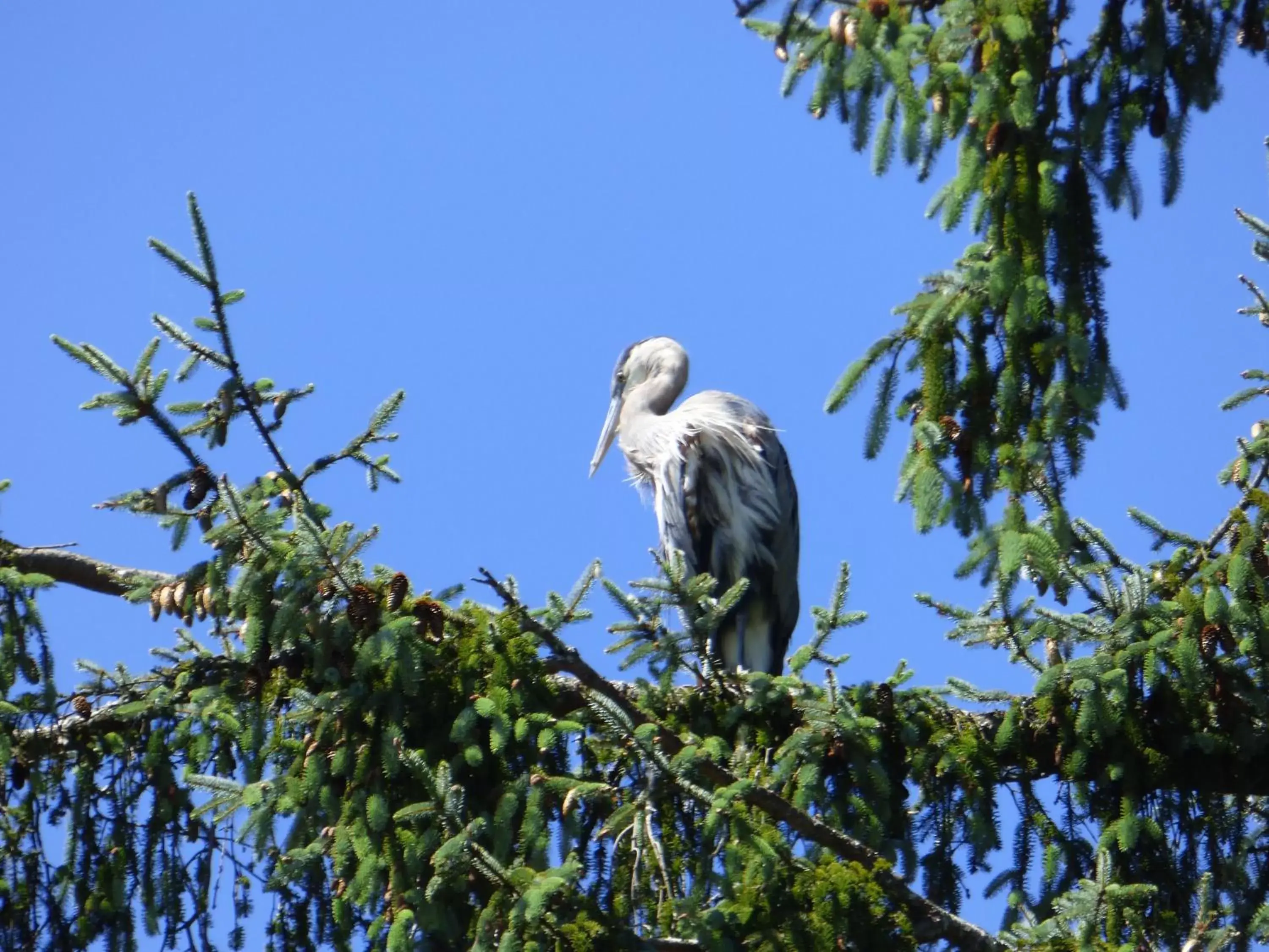 Animals, Pets in Sheltered Nook On Tillamook Bay