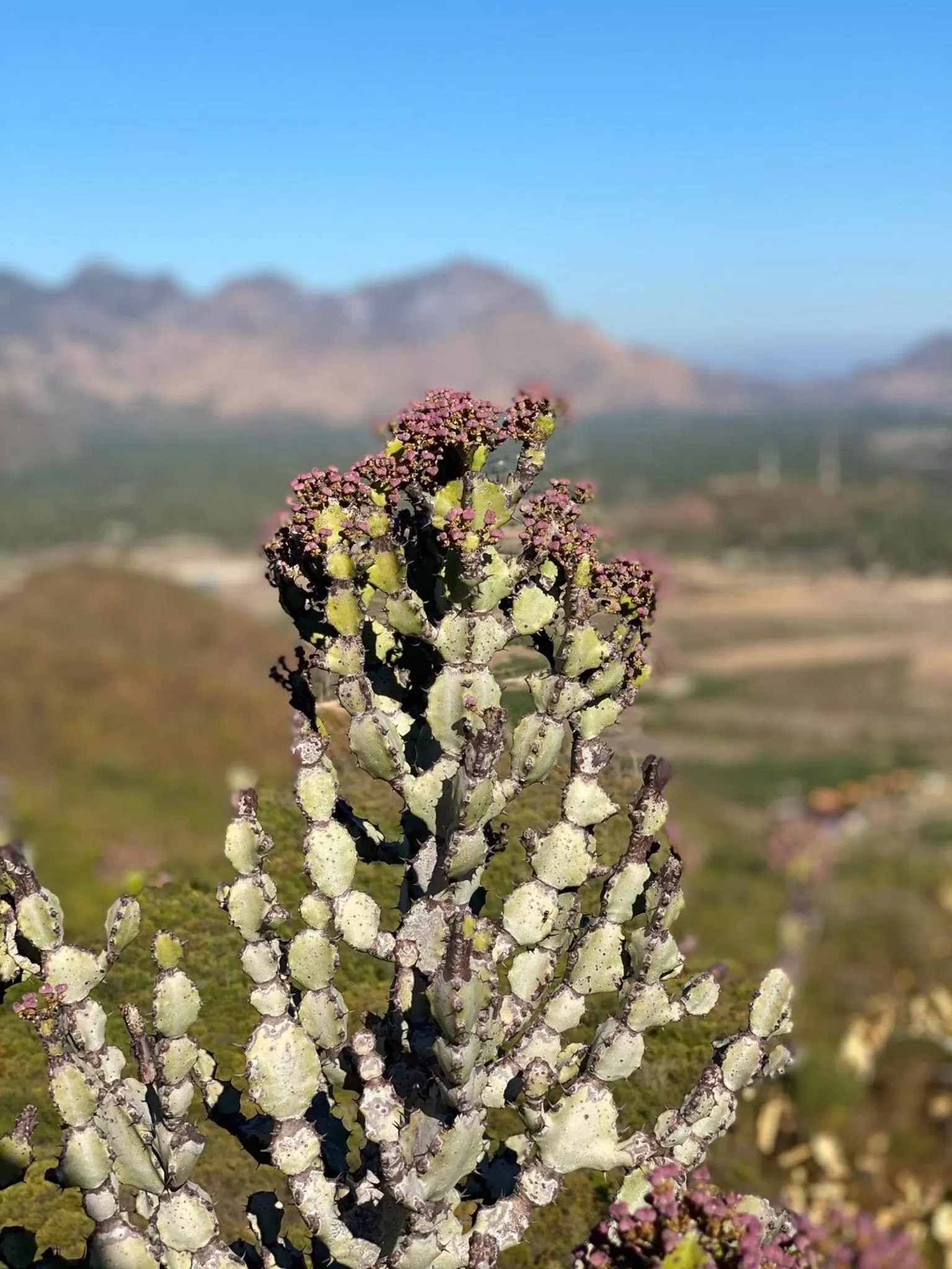 Jing Jo Boutique Bungalow