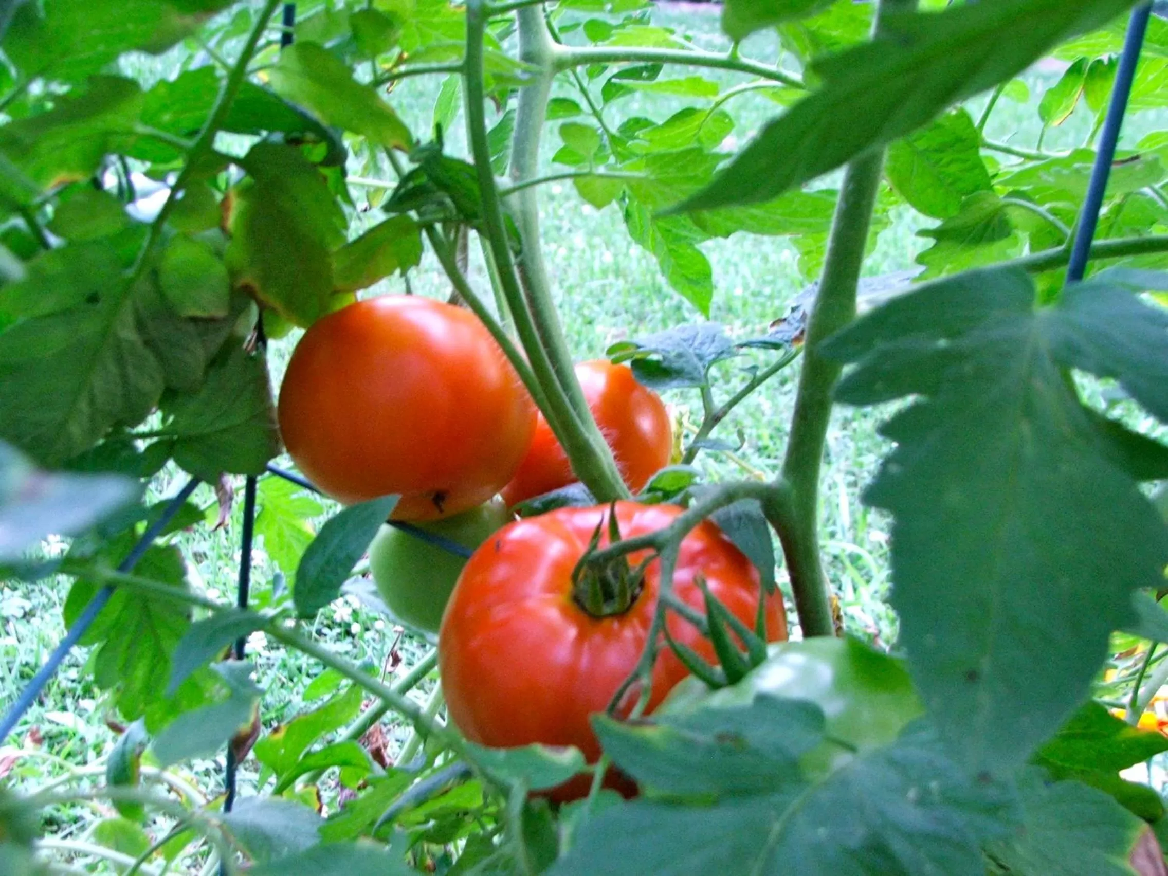 Other in Oakland Cottage Bed and Breakfast