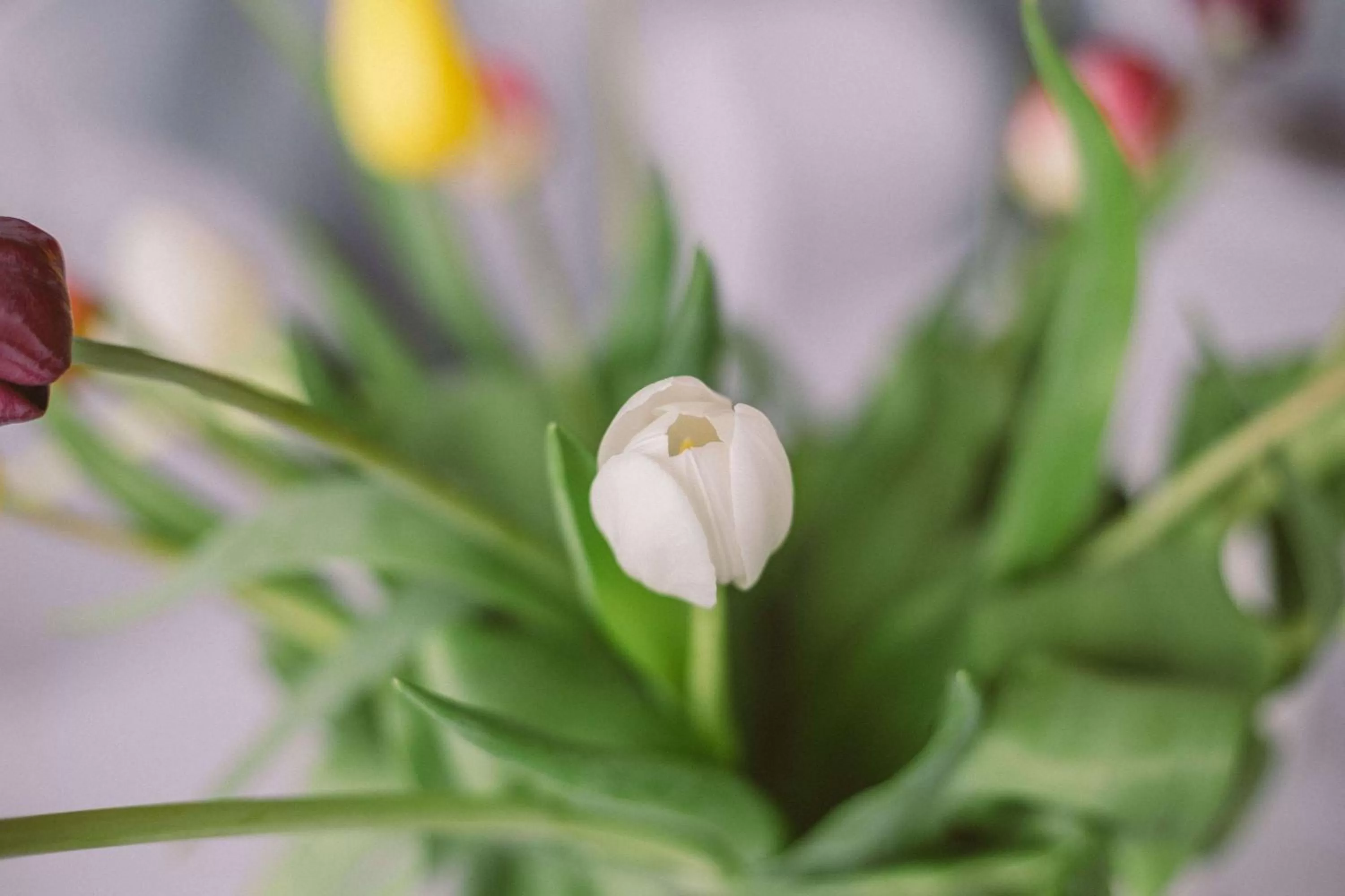 wedding in Radisson Collection Hotel, Waterfront Cape Town