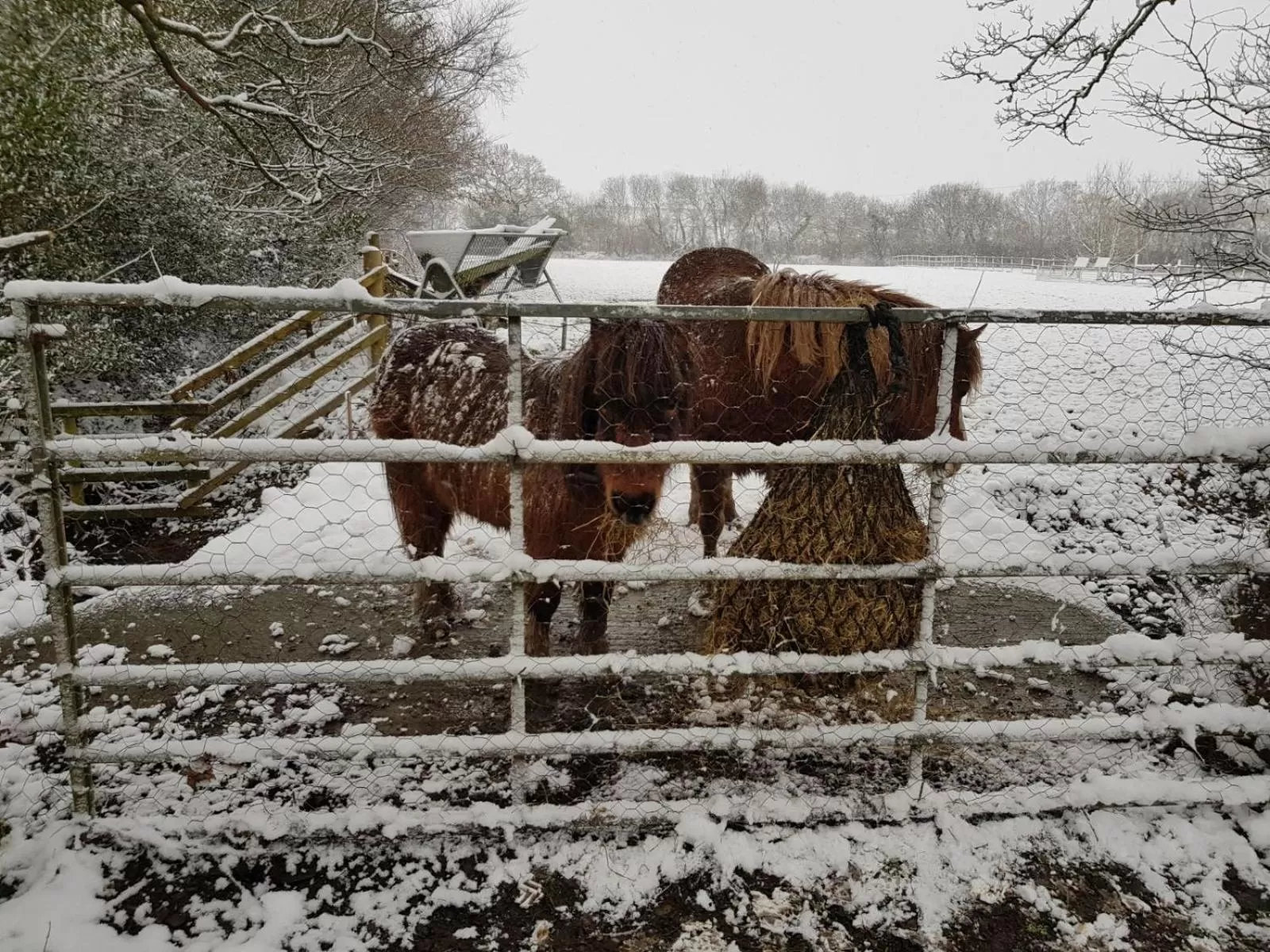 Animals in Claw House