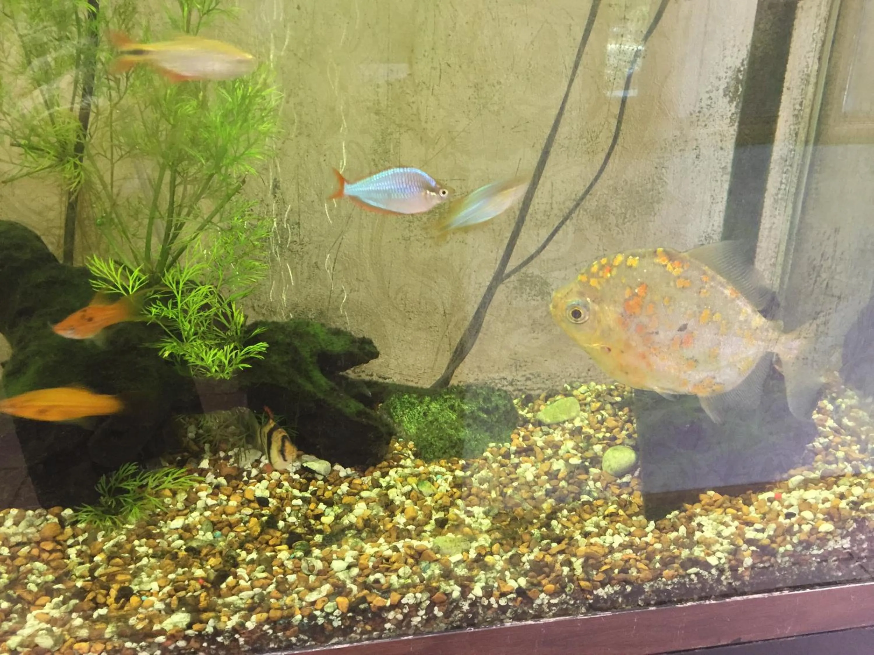 Decorative detail in The Black Mountain Inn