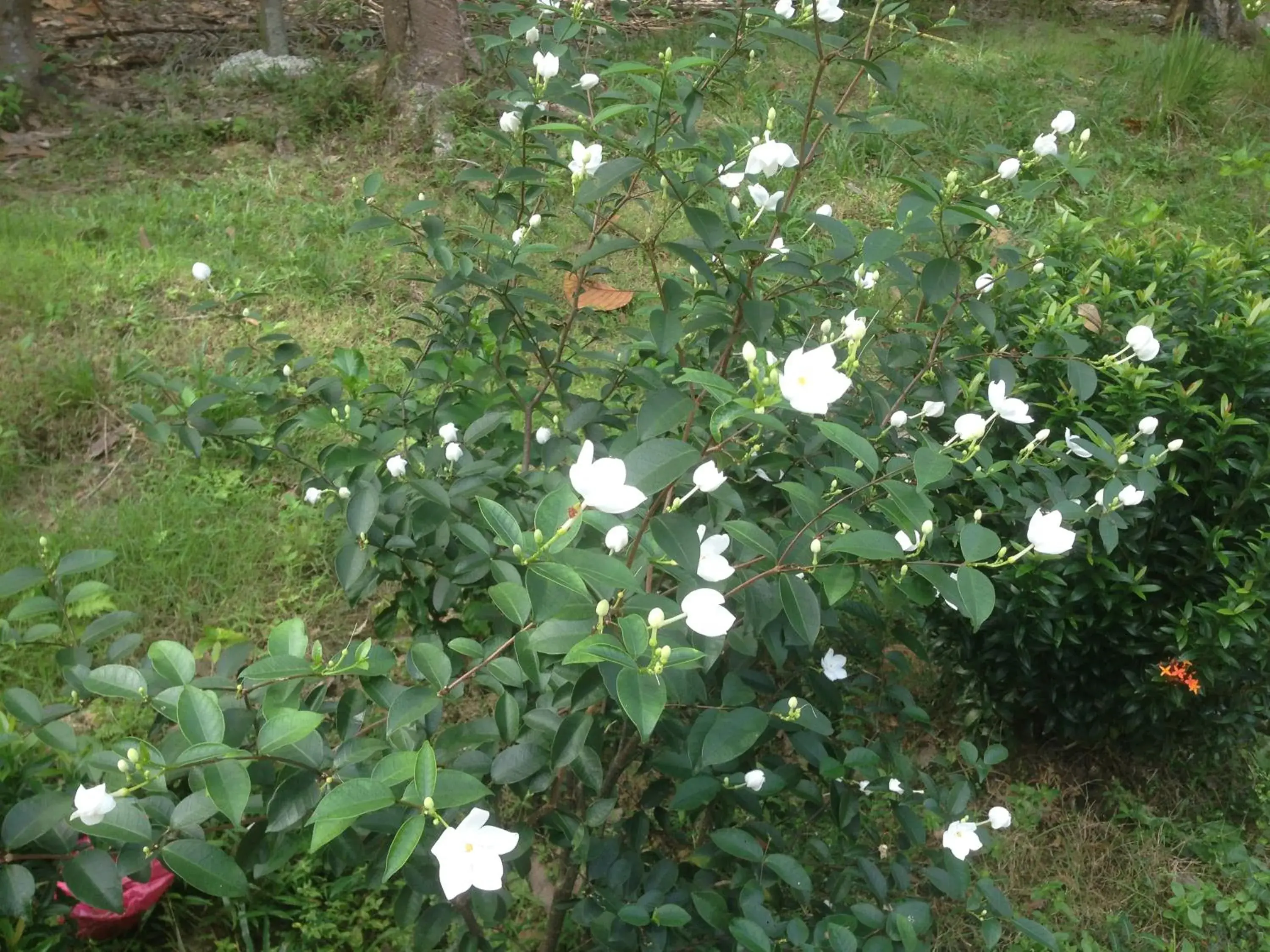 Garden in BaanPhong Lanta