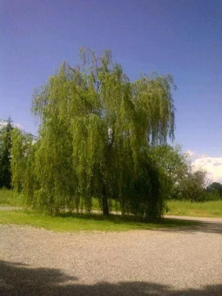 Other in Le Querce Hotel