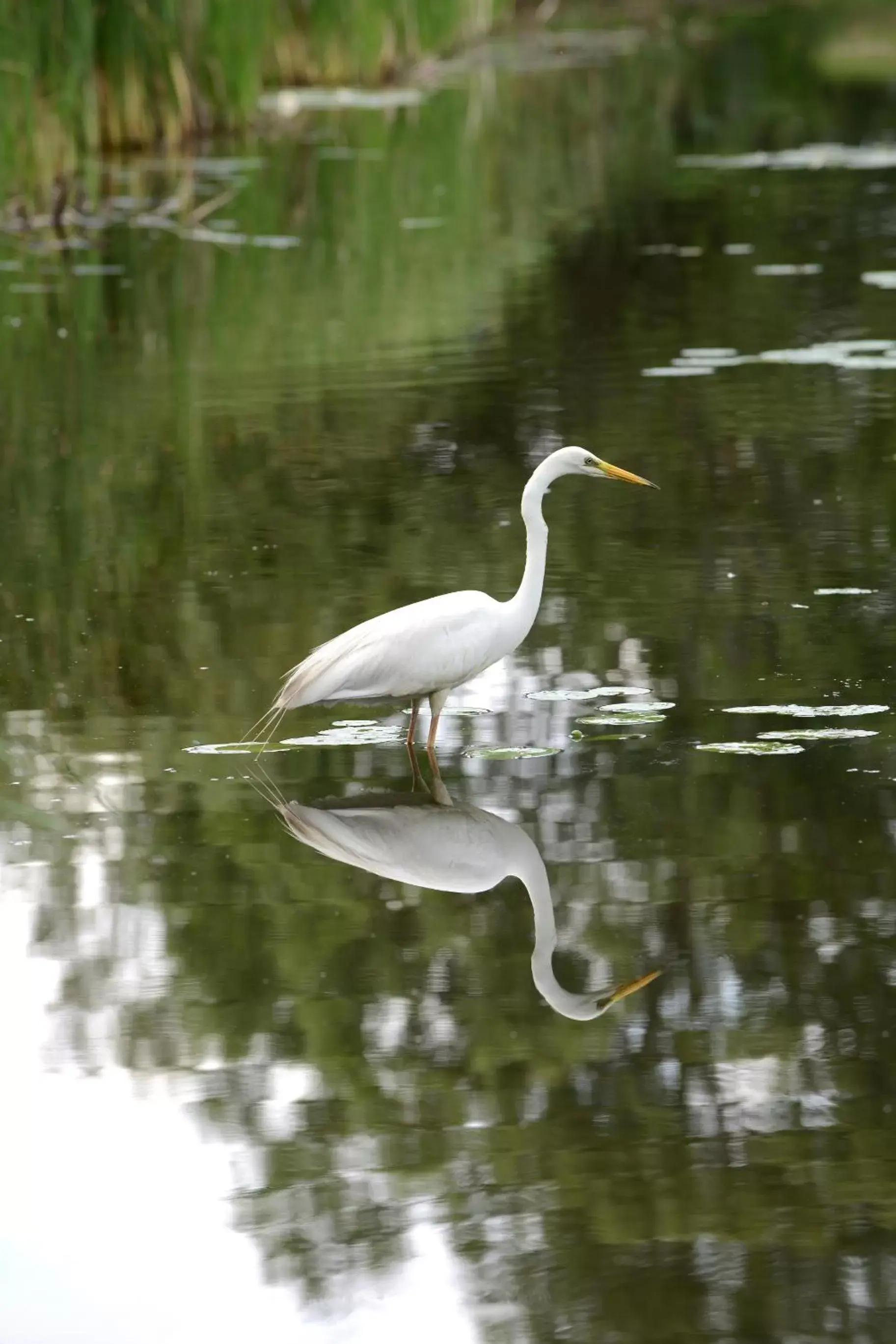 Animals, Other Animals in Chincoteague Inn