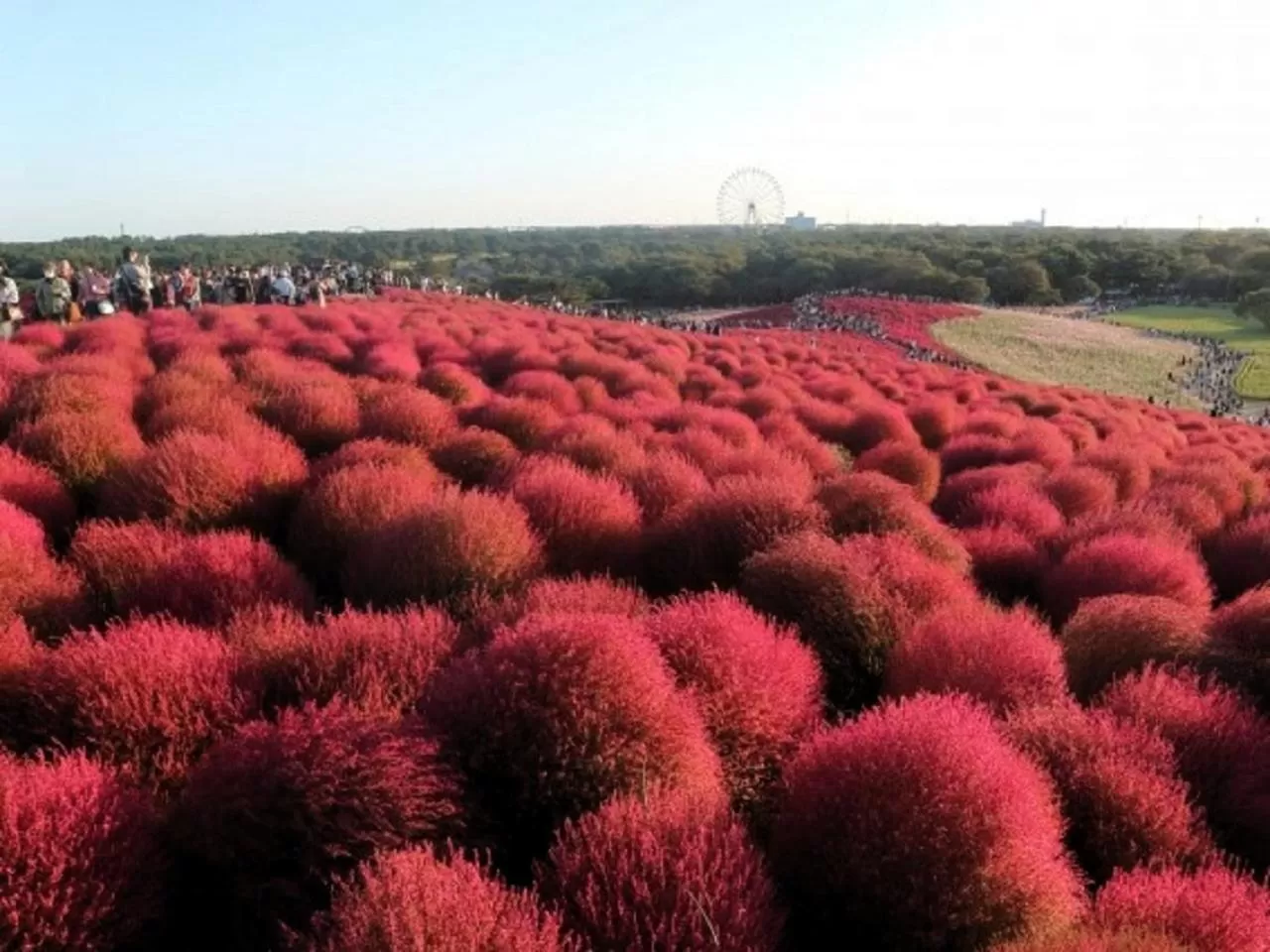 Natural landscape in Smile Hotel Mito