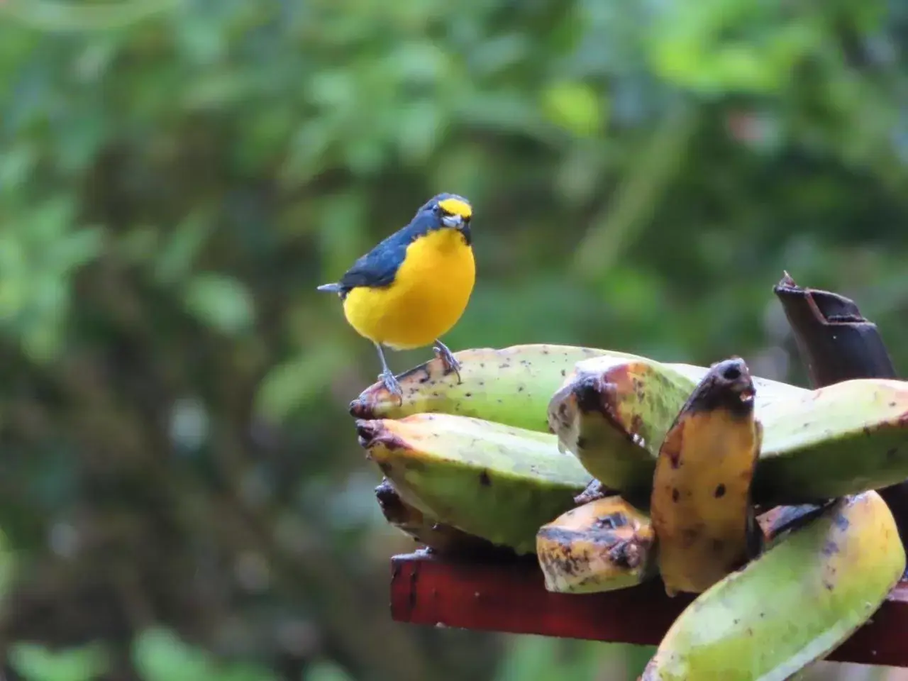 Animals, Other Animals in La Ceiba Tree Lodge