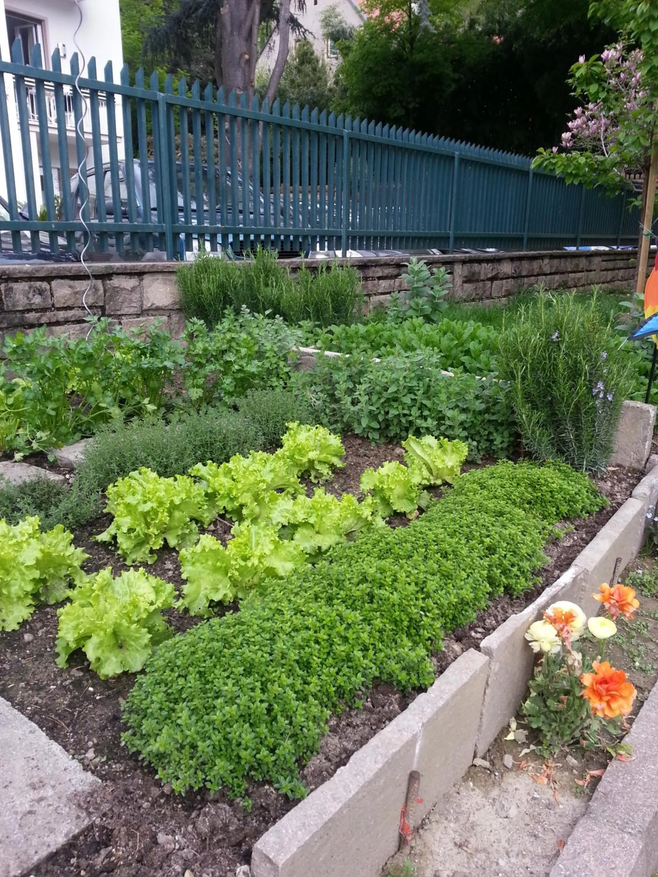 Garden in Hotel Jasmin