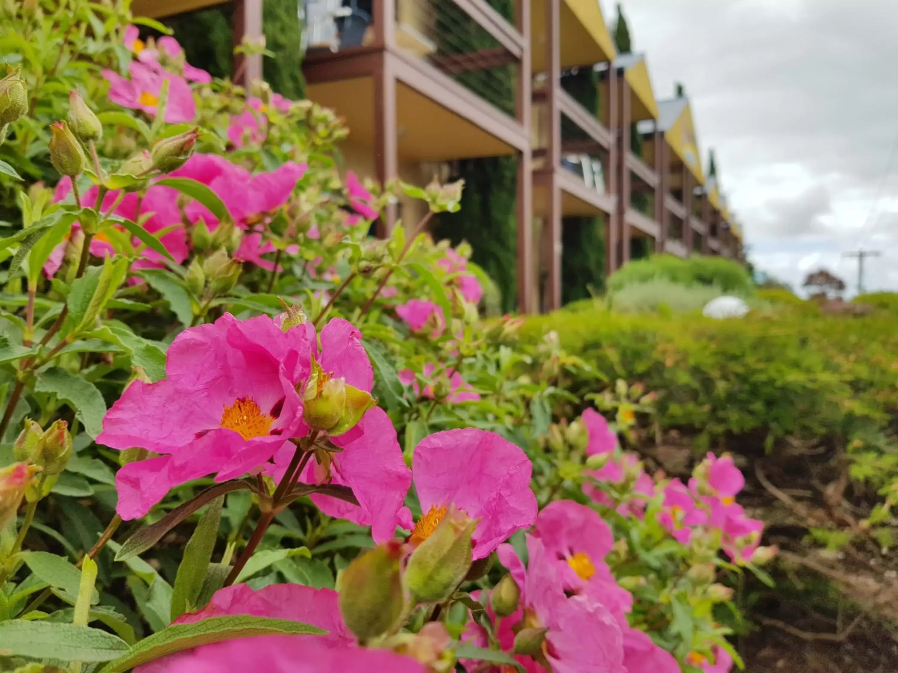 Garden, Property Building in Seaview Motel & Apartments