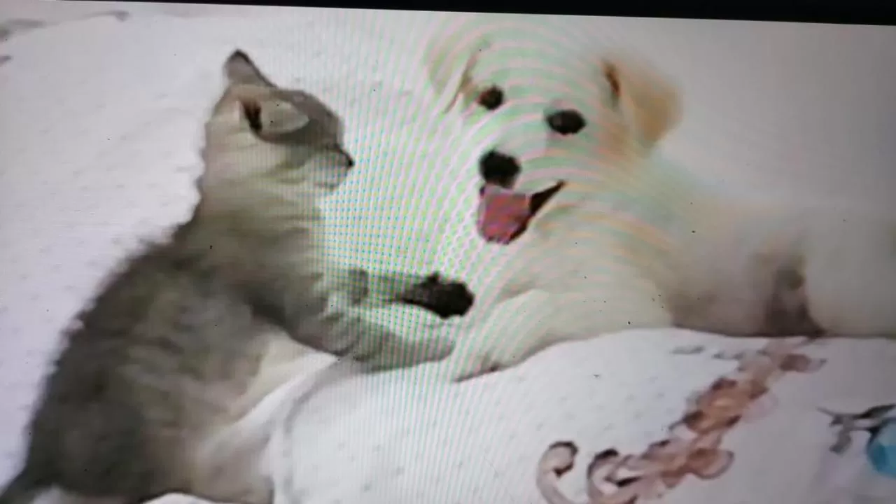 Pets in PURE WELLNESS SEA-VIEW Beluga & Dolphin Luxury HOTEL apartments