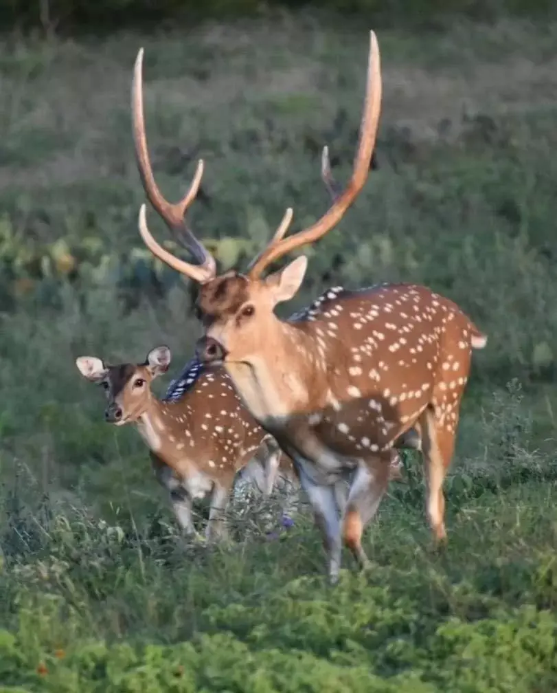 Other Animals in Flying L Ranch Resort