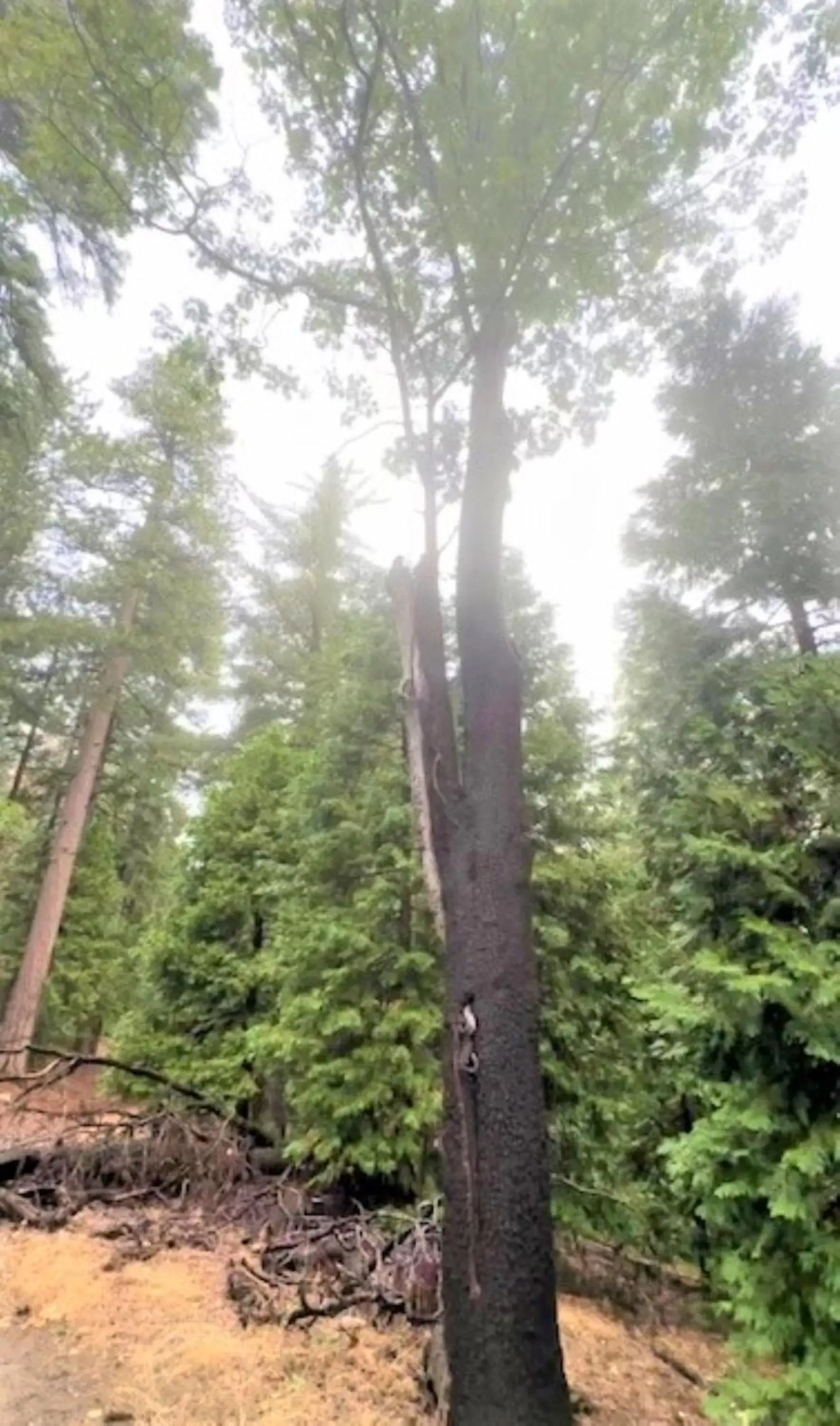 Natural Landscape in North Bay At Lake Arrowhead