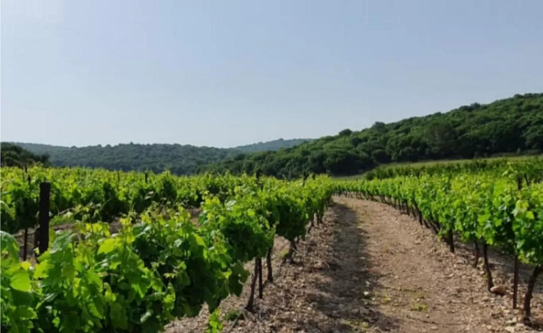 Activities, Natural Landscape in Danielle boutique suite