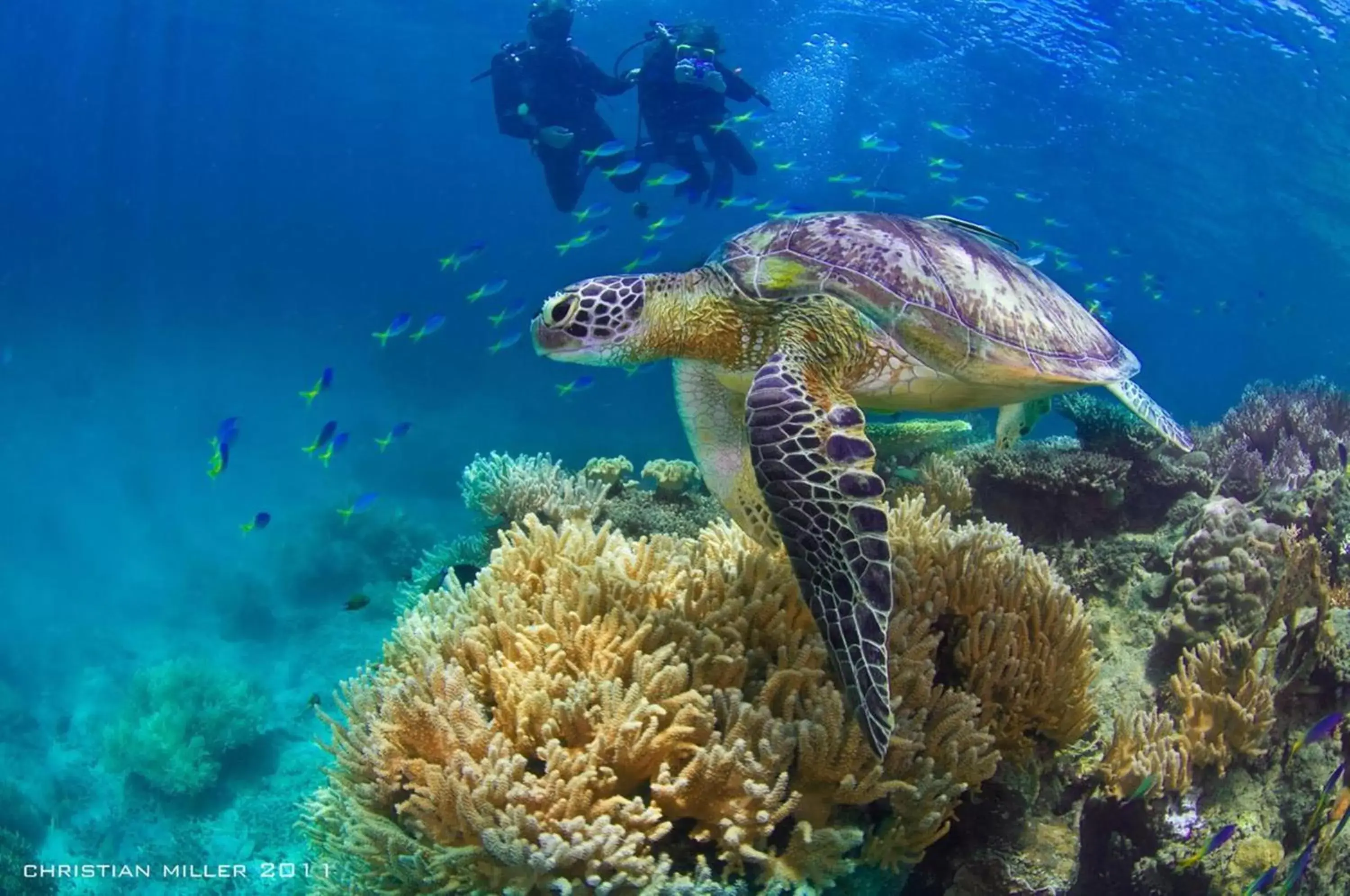 Snorkeling, Other Animals in Fitzroy Island Resort