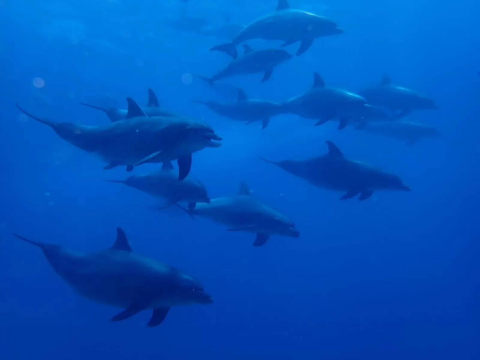 Diving in Cocolala Beach House