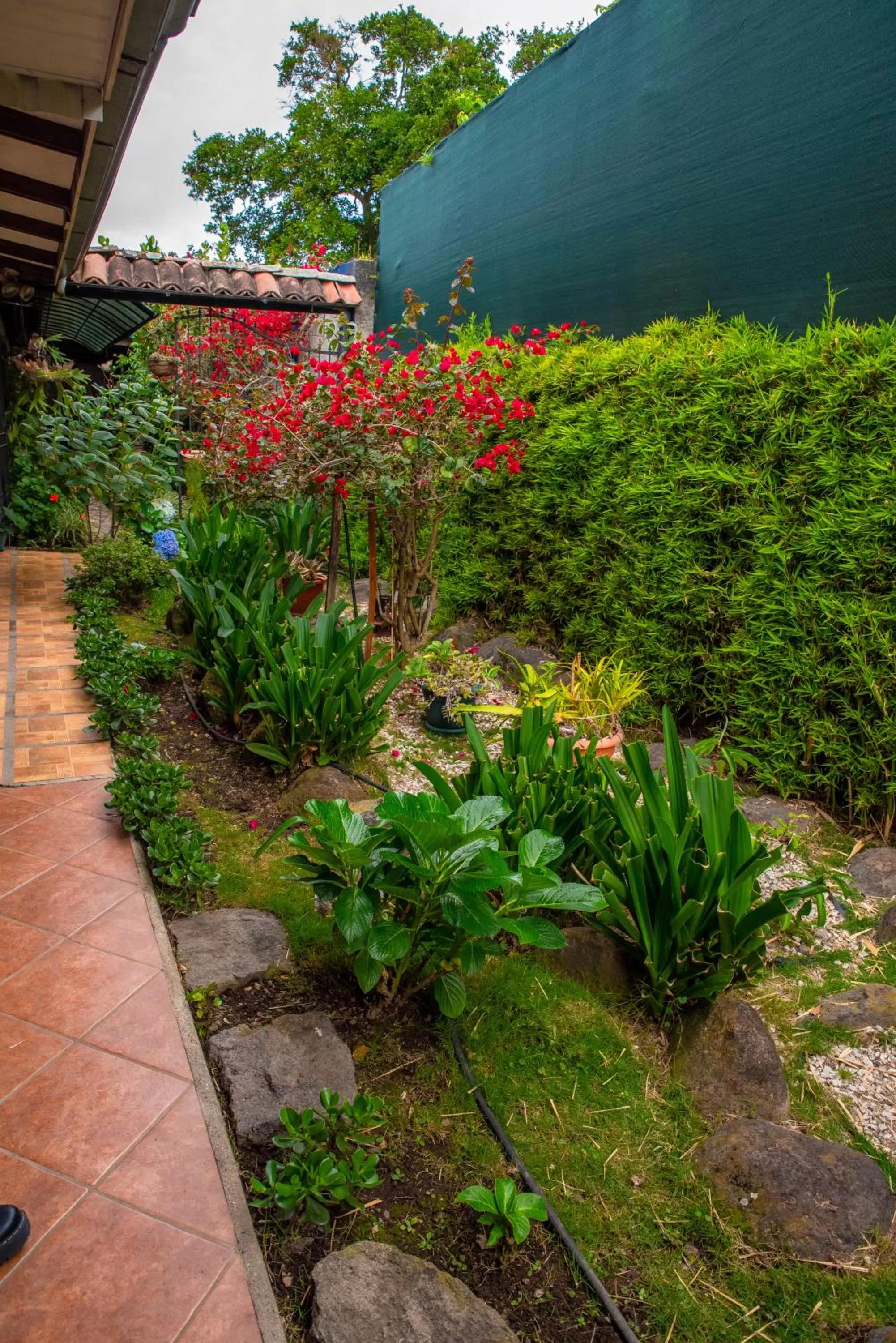 Garden in La Casa de Mamá Coyita