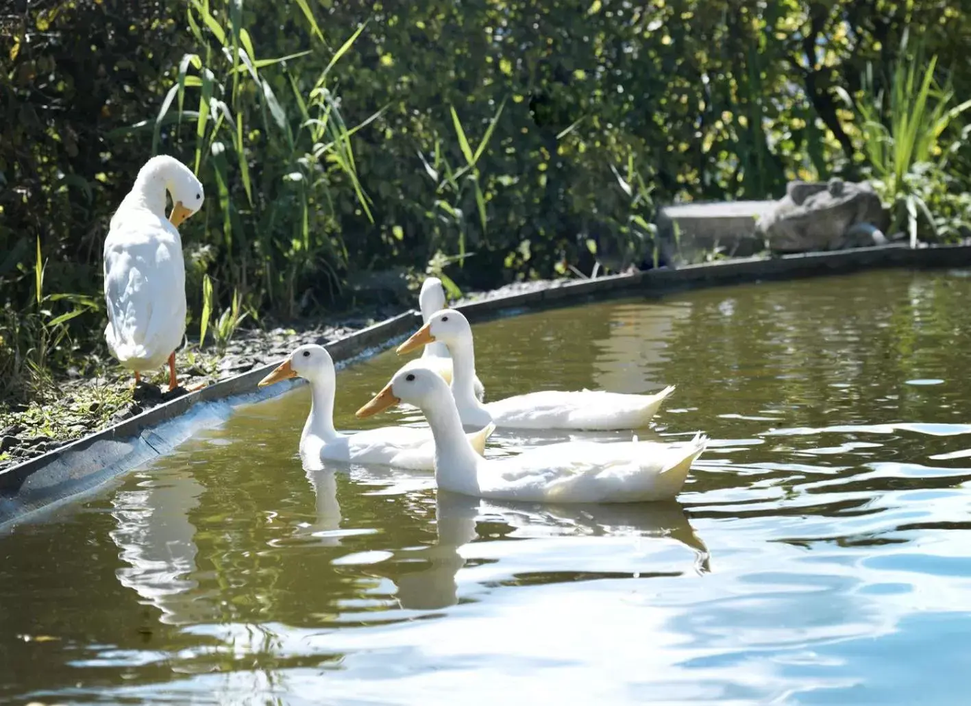 Other Animals in Alpenheim