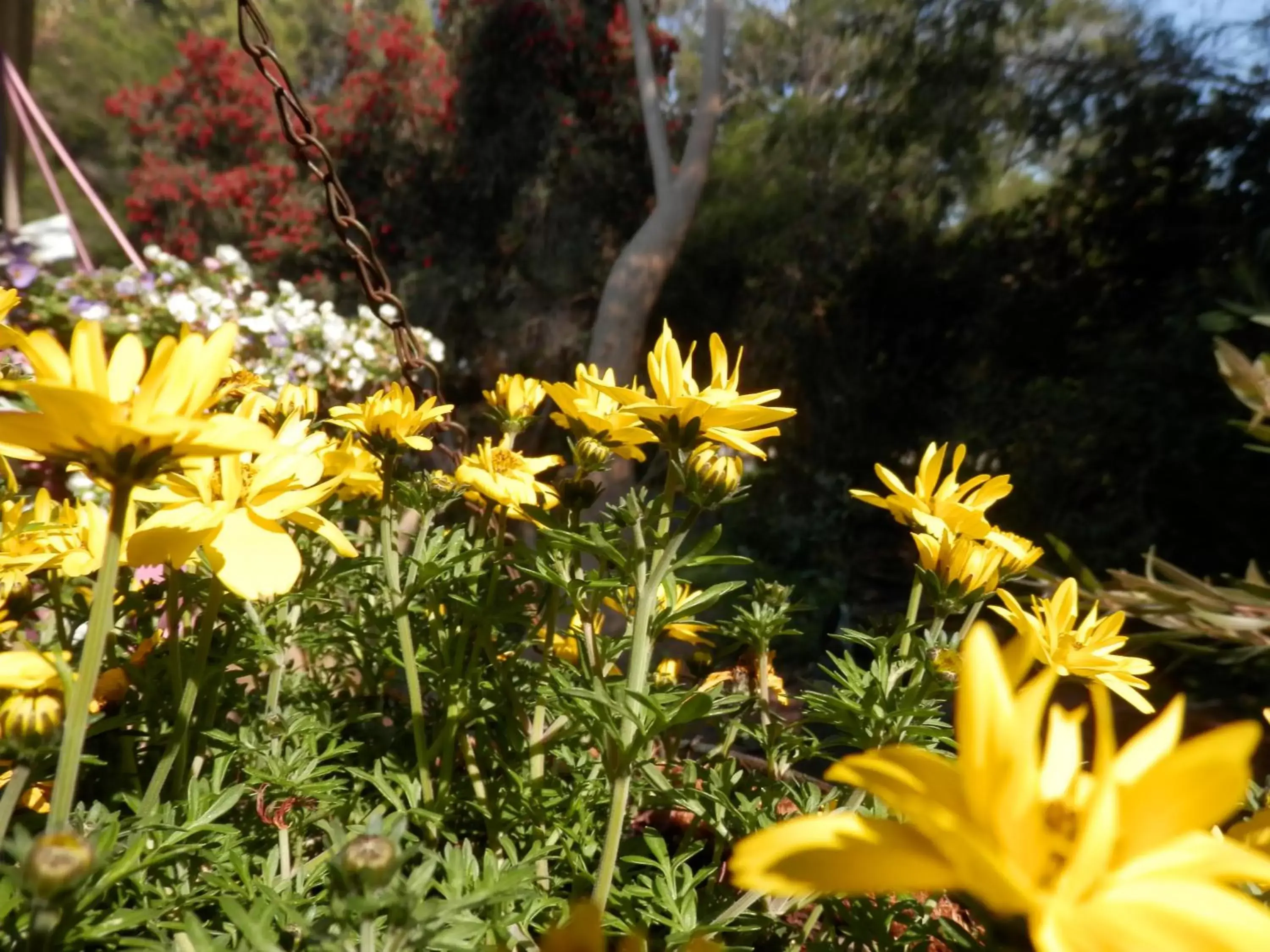 Garden in The Hideaway Luxury B&B Retreat