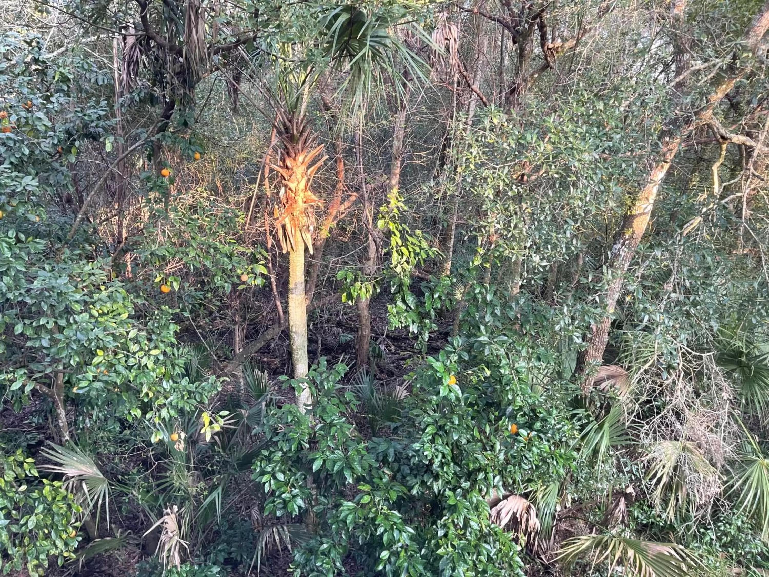 Natural landscape in The Ann Stevens House