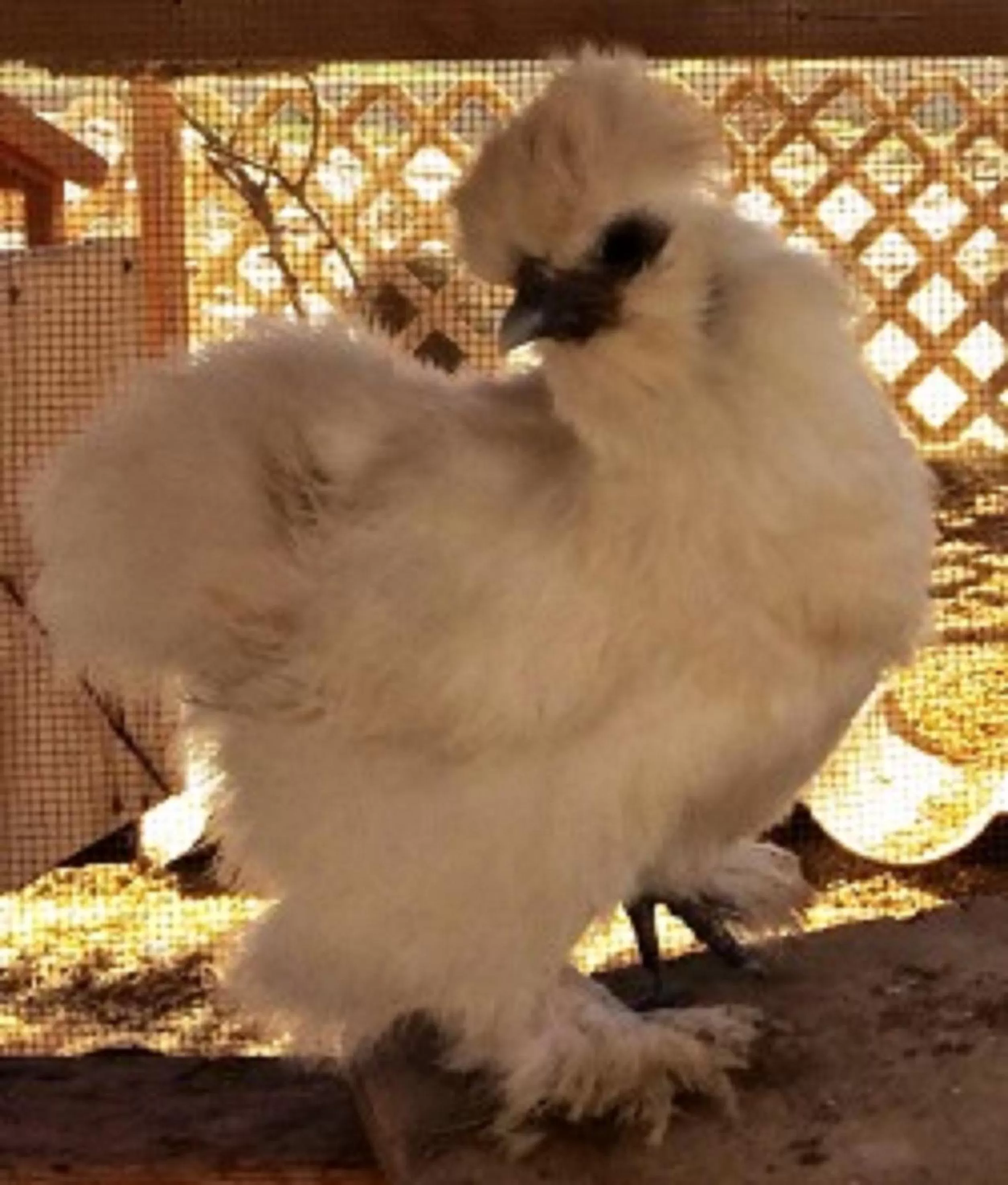 Food and drinks, Other Animals in Hacienda Rancho Santini