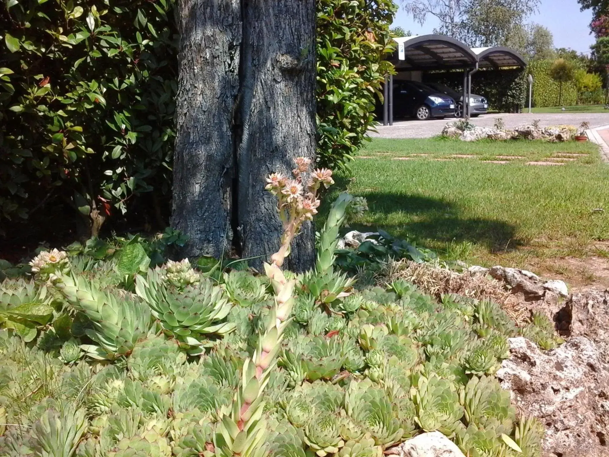 Other, Garden in La Casa di Linda