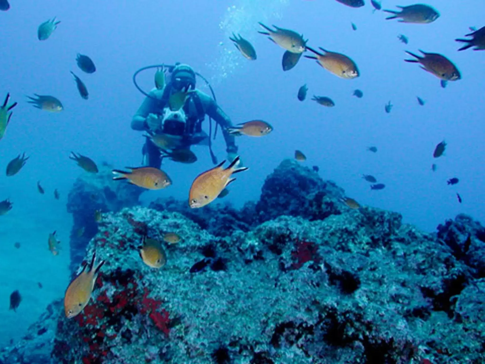 Diving, Snorkeling/Diving in Dom Pedro Garajau