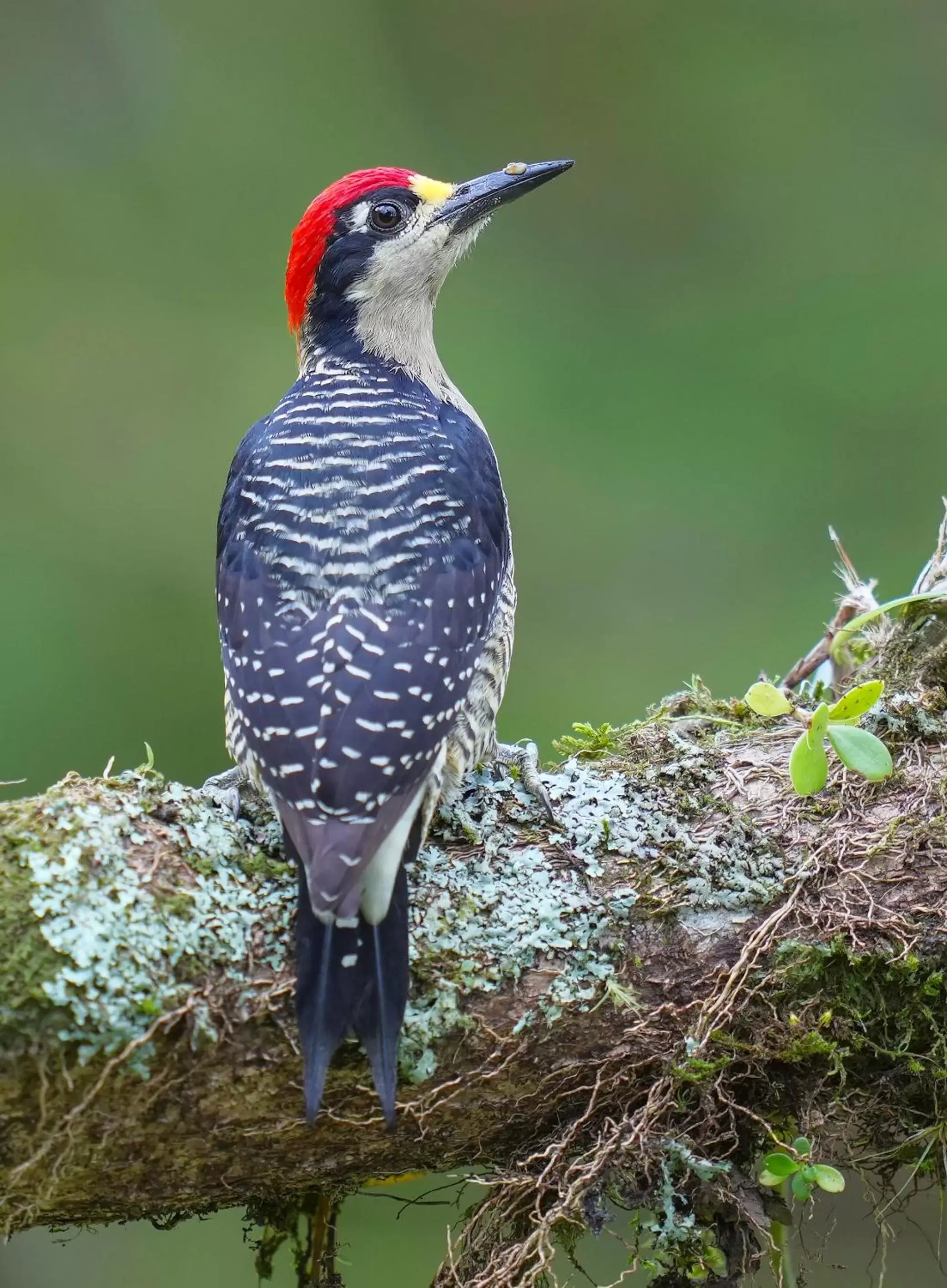 Animals, Other Animals in Arte de Plumas birding lodge