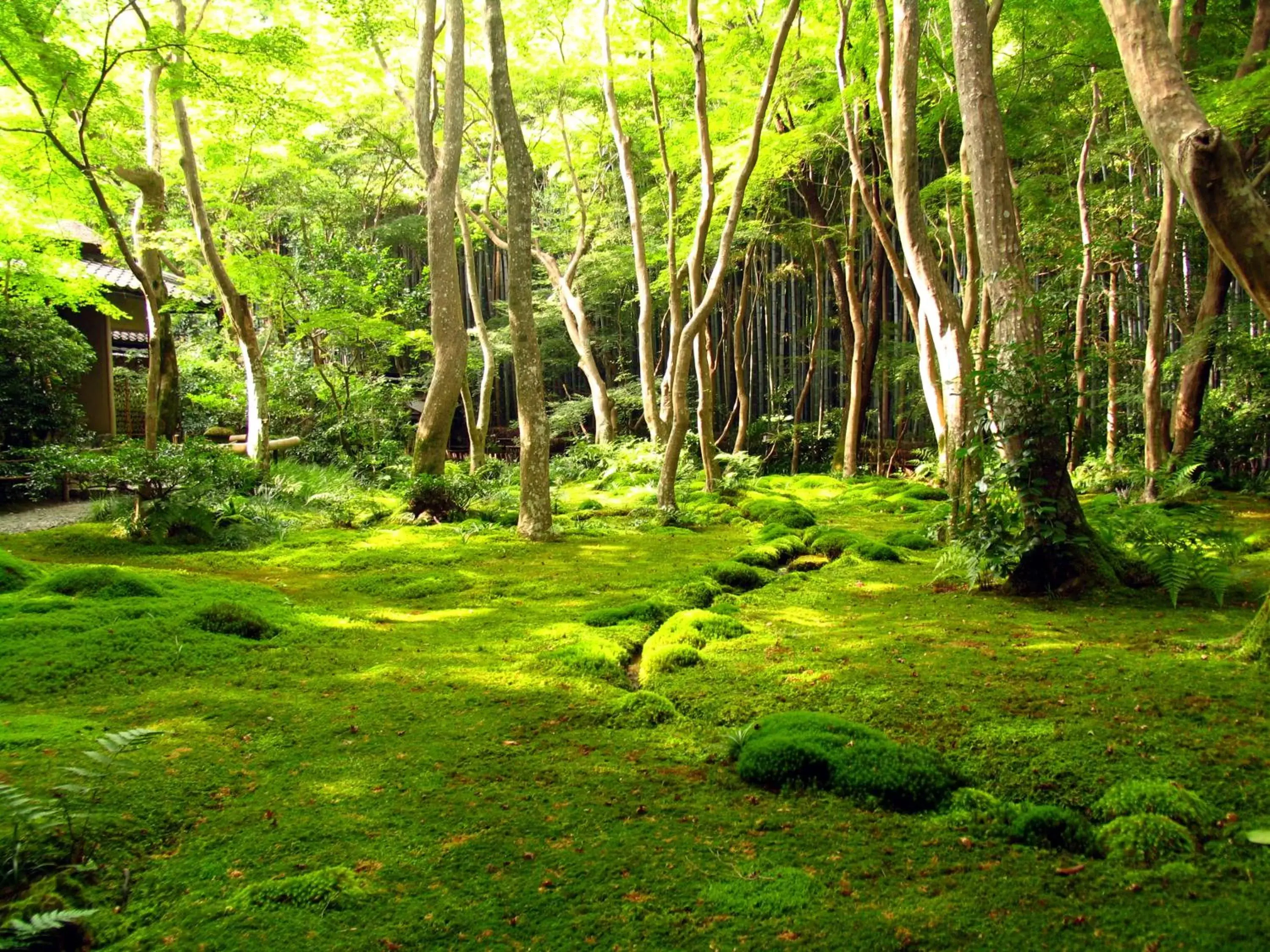 Other, Garden in Hotel M's Plus Shijo Omiya