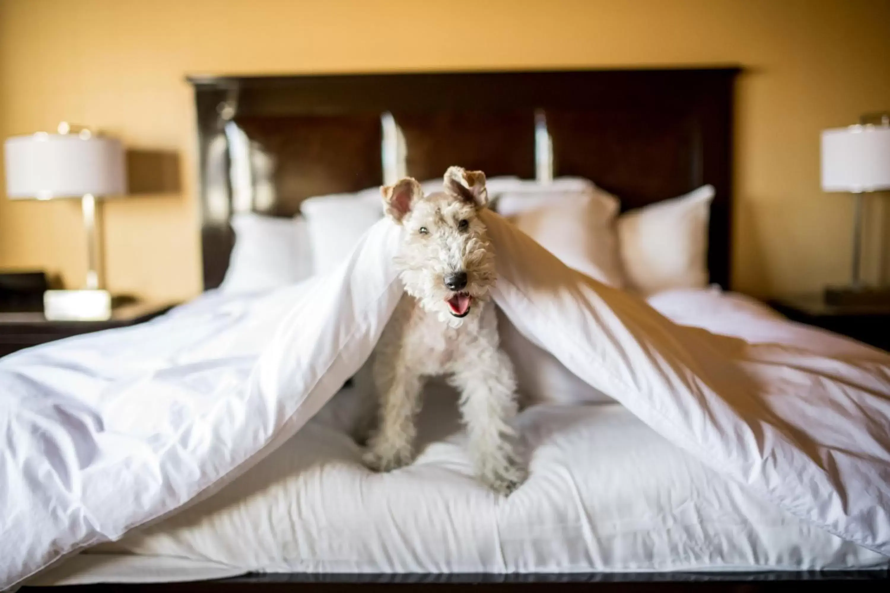 Photo of the whole room, Pets in Craddock Terry Hotel, Lynchburg, a Tribute Portfolio Hotel