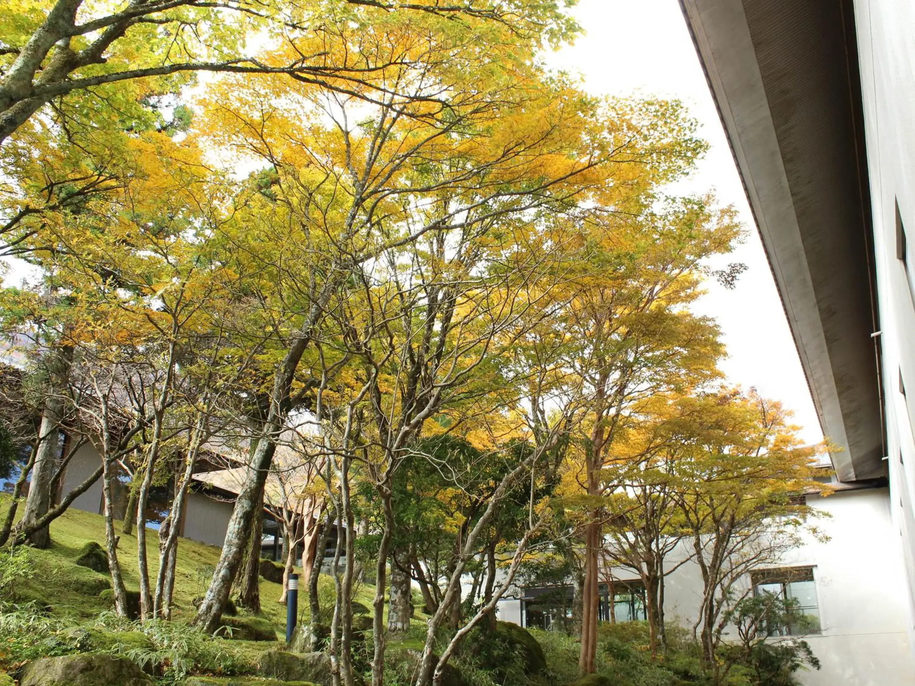 Natural landscape in Hakone Yunohana Prince Hotel