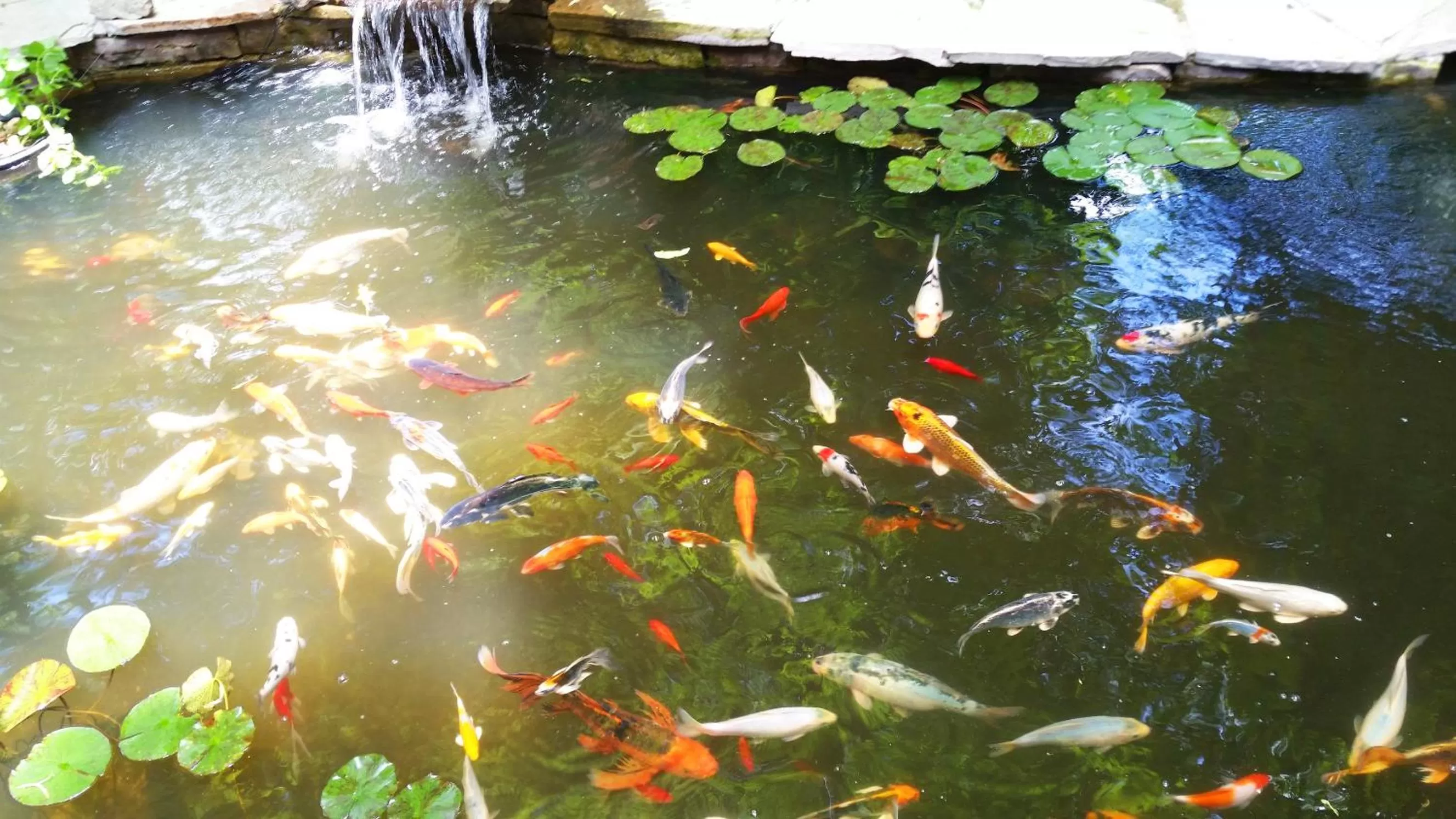 Other Animals in Forest Hill Bed and Breakfast