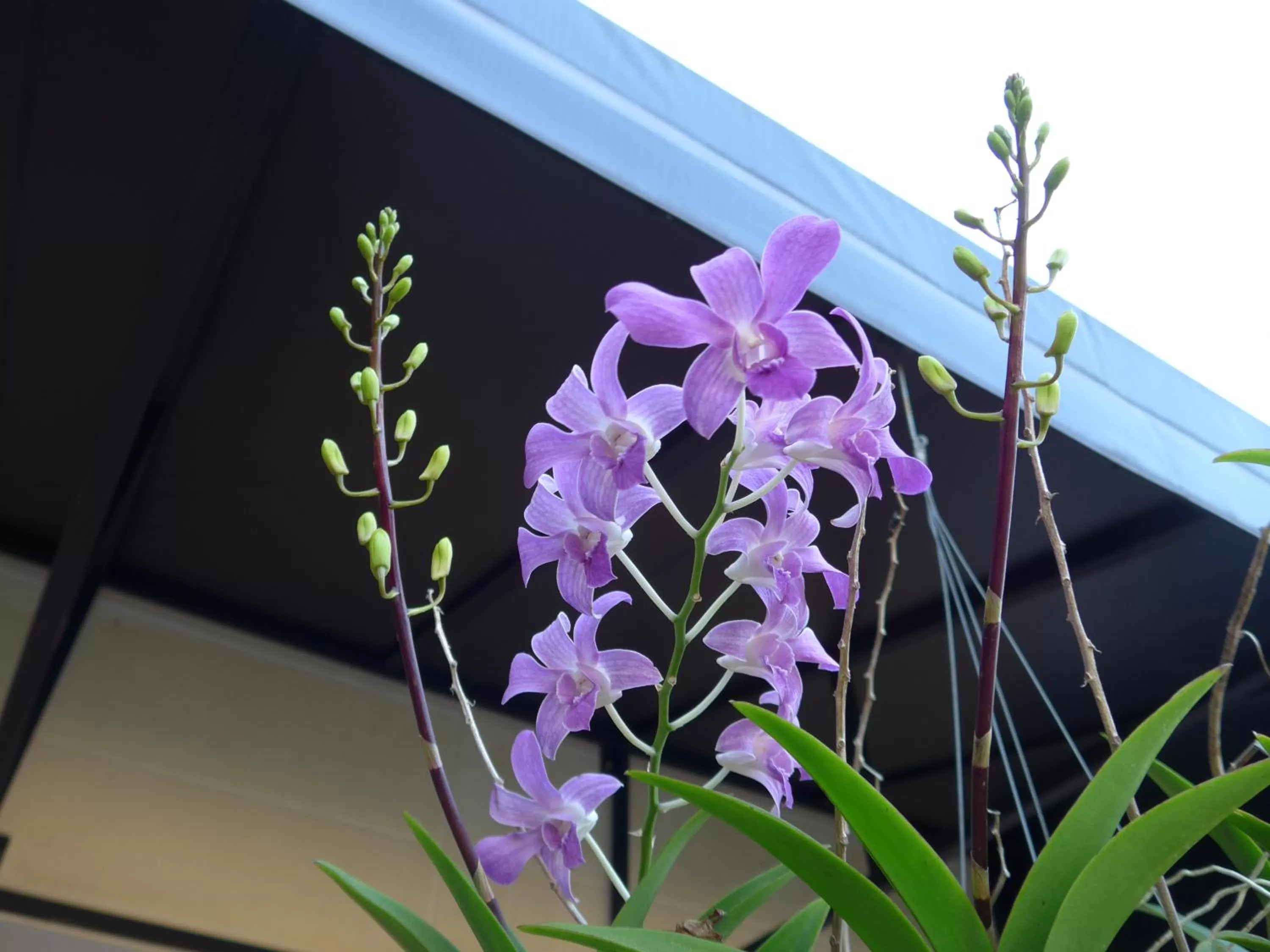 Forum House Hotel Krabi