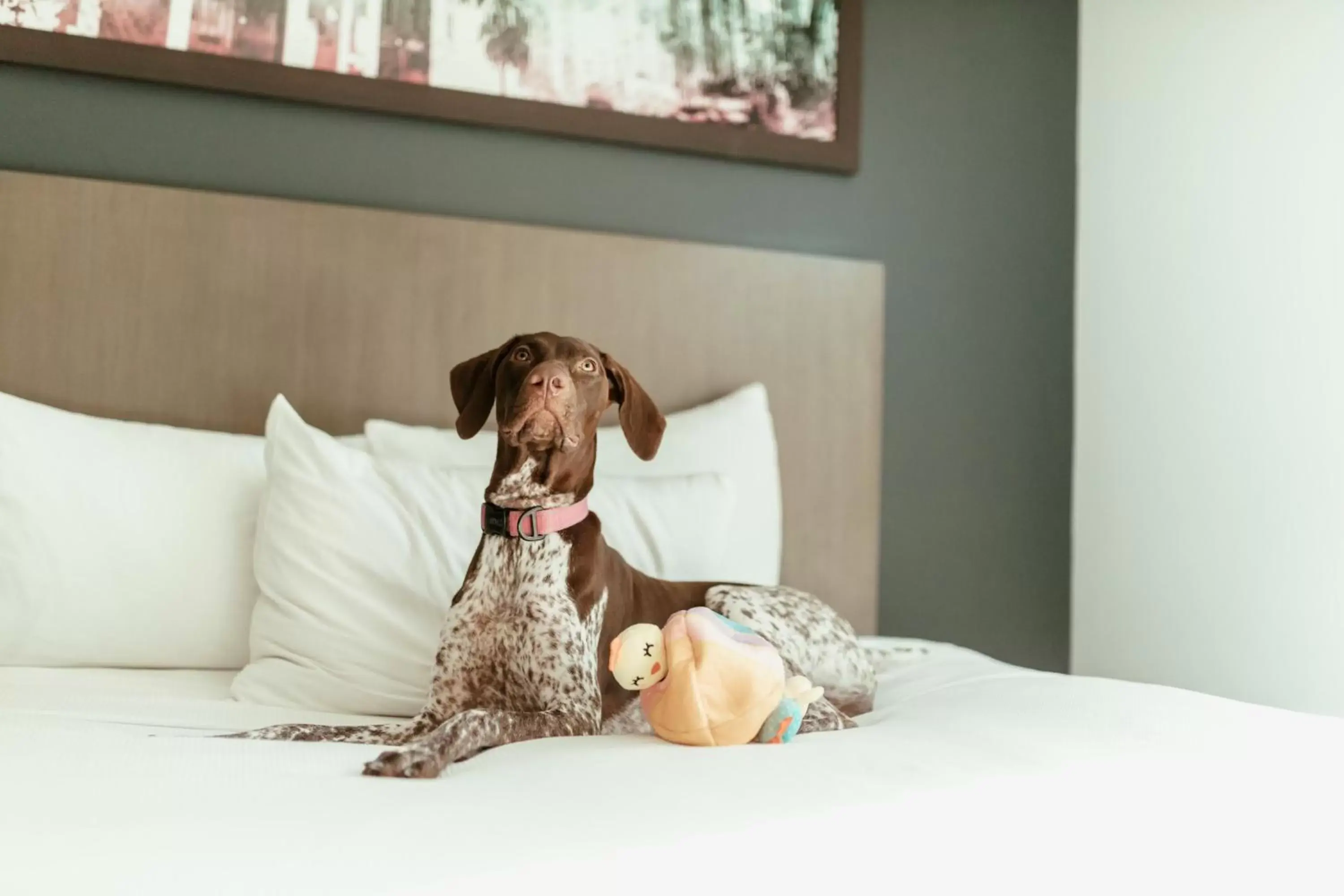 Pets in Hyatt House San Juan