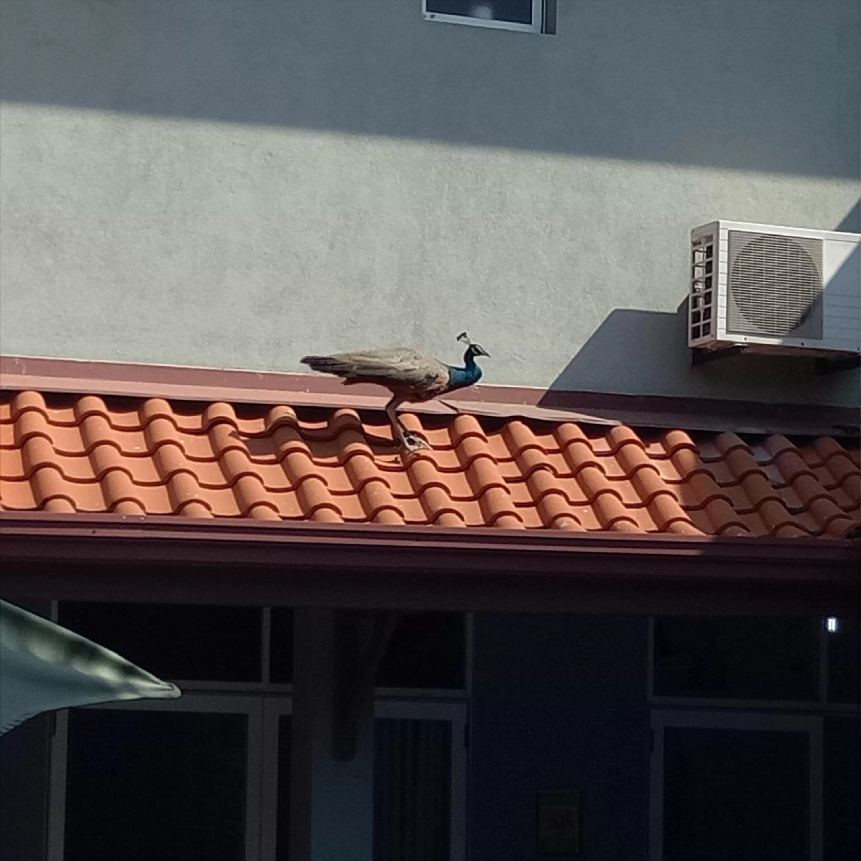 Animals in Palms Villa