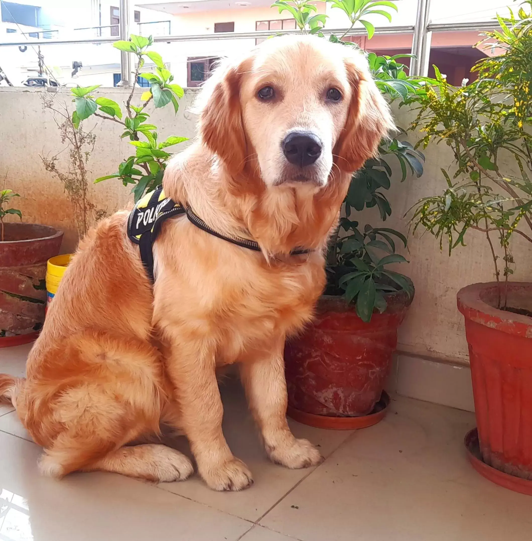 Pets in Hotel Braj Haveli