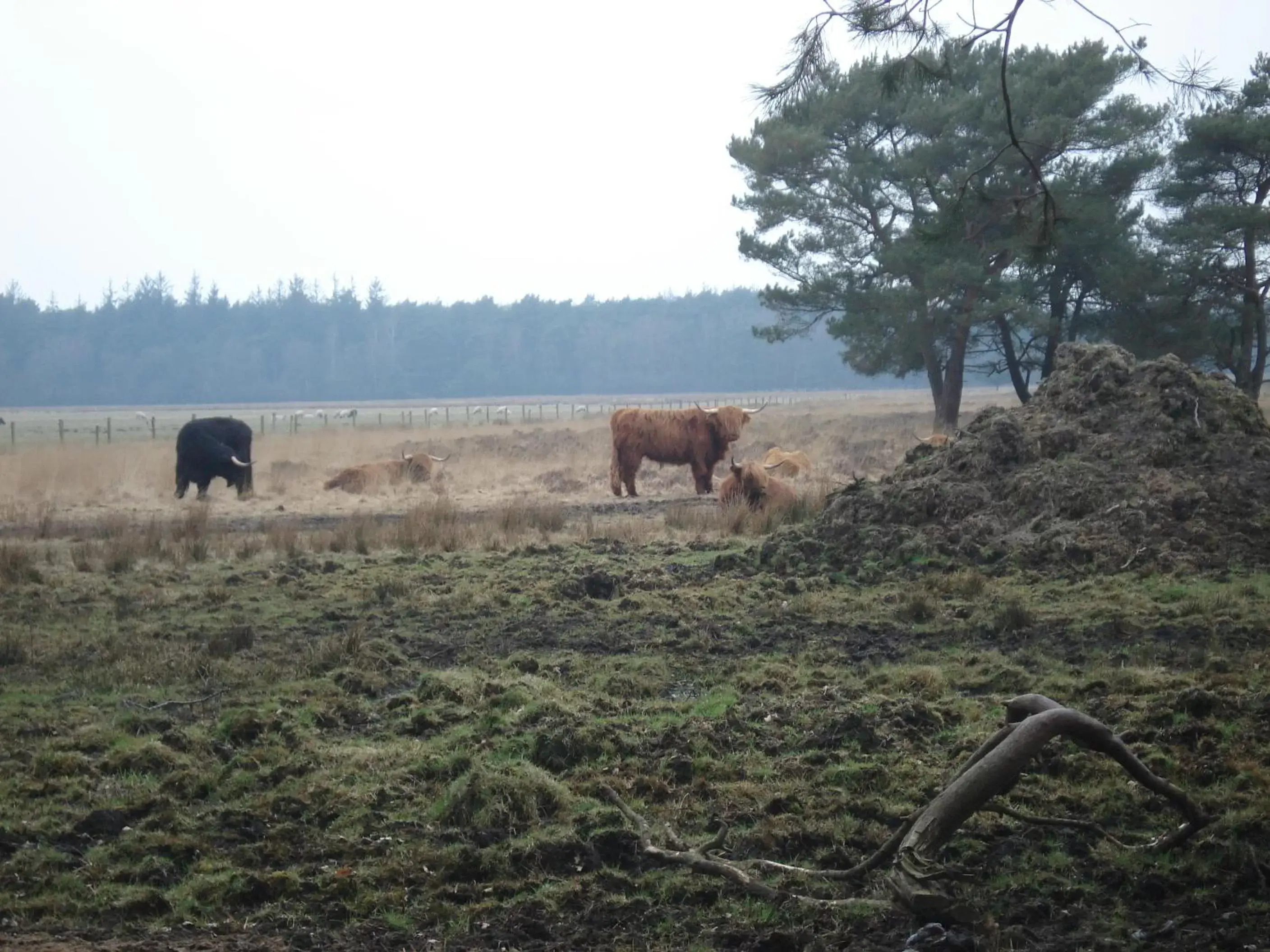 Animals, Other Animals in B&B De Eikenhorst