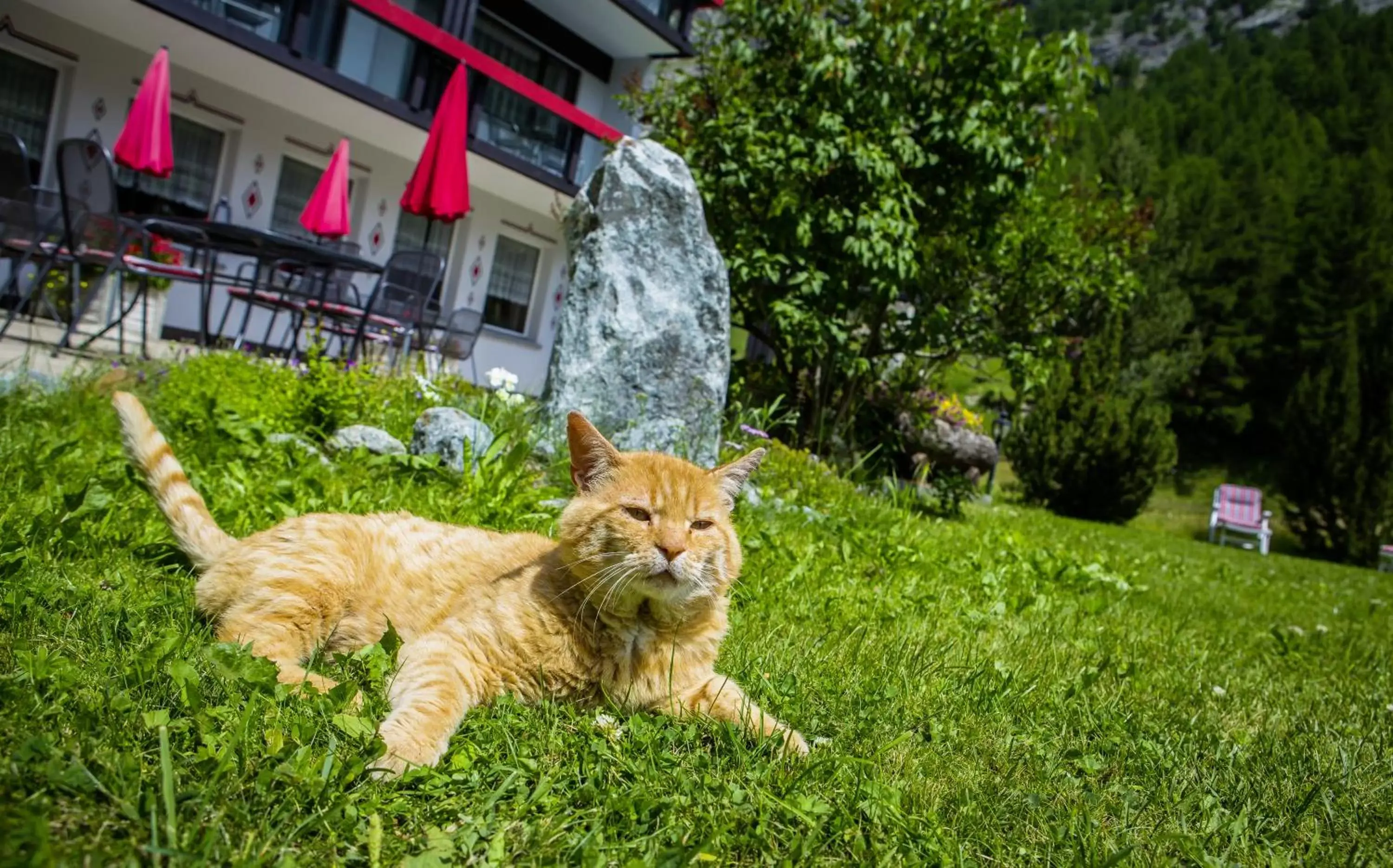 Pets in Hotel Alpenhof