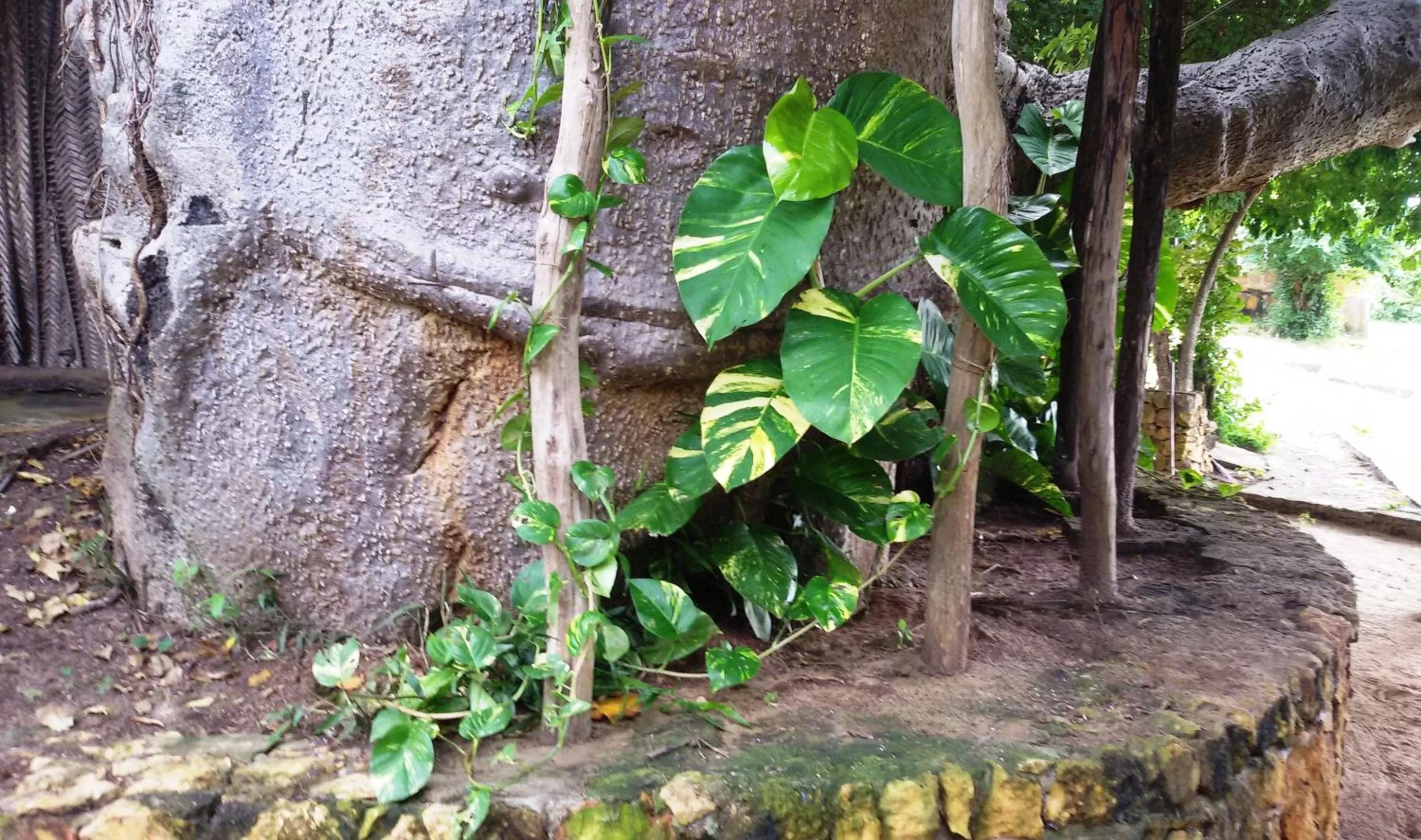 Garden in Bahari Pori Resort