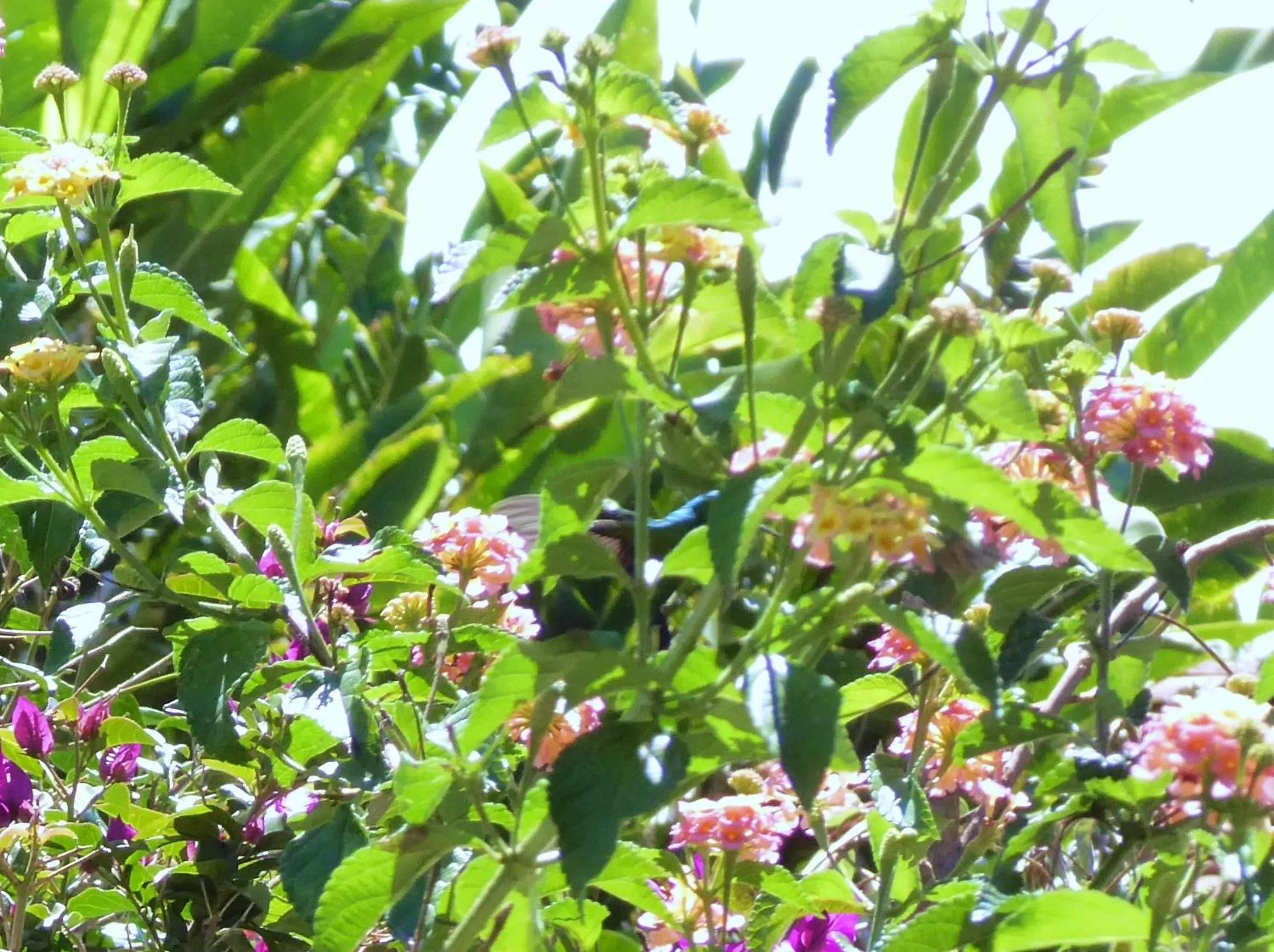Animals in Finca El Cielo