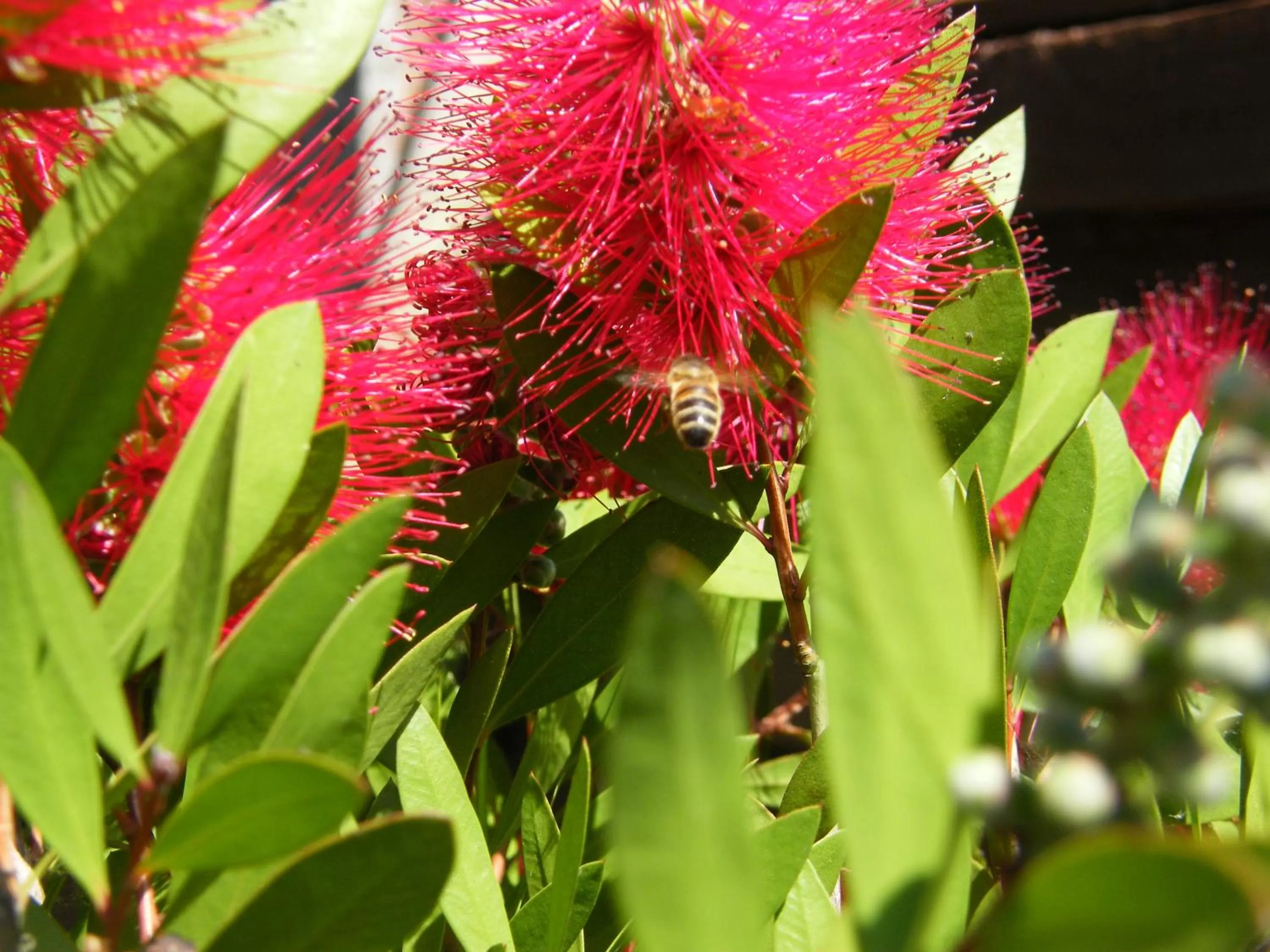 Garden in Penny Farthing Hotel & Cottages