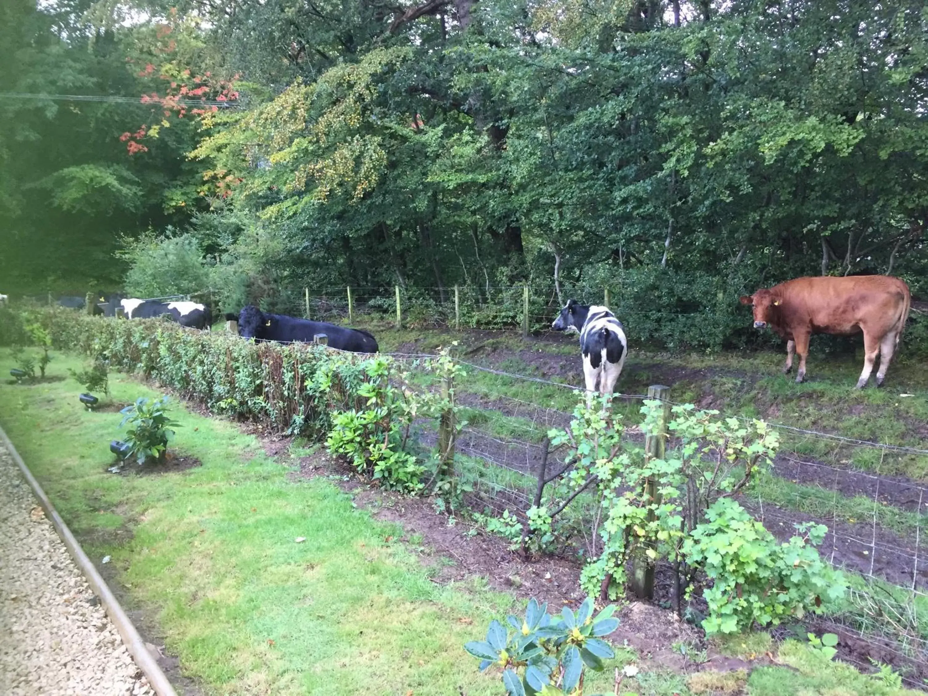 Animals, Other Animals in Retreat at The Knowe Auchincruive Estate