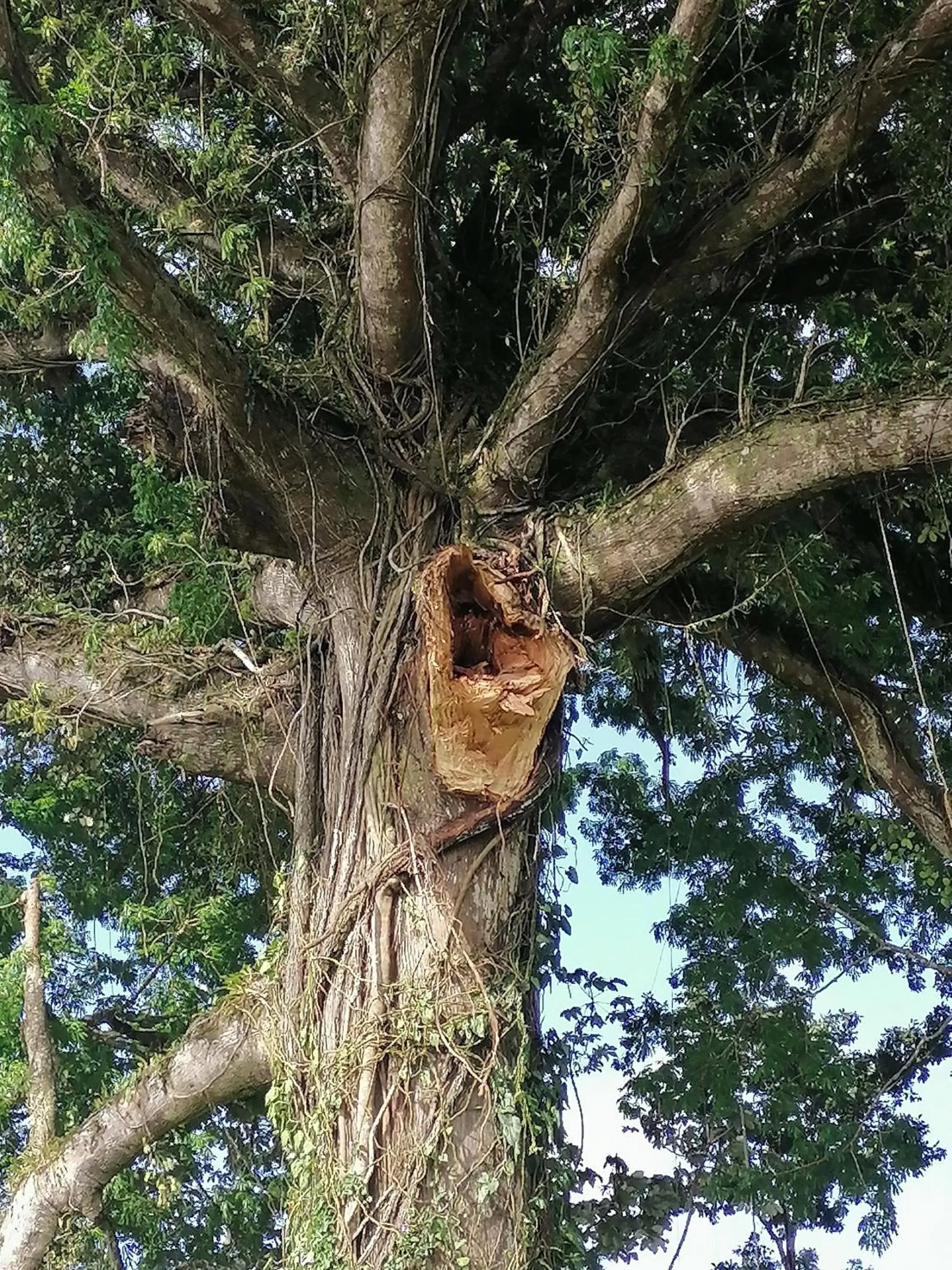 Off site in La Ceiba Tree Lodge